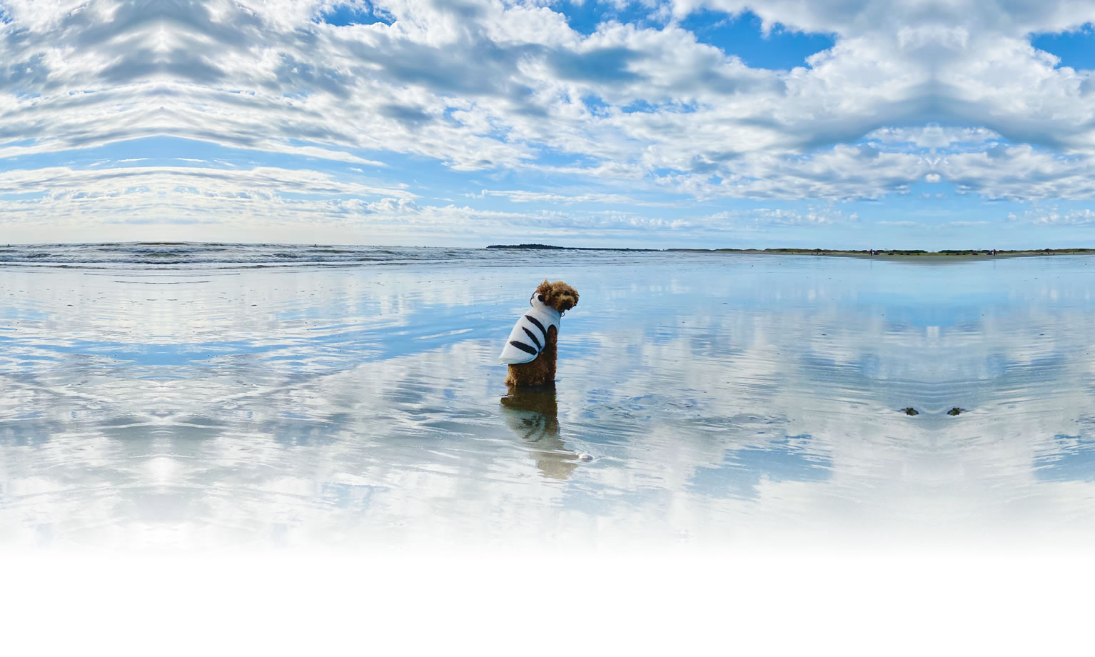 夏の愛犬との旅行 画像 3