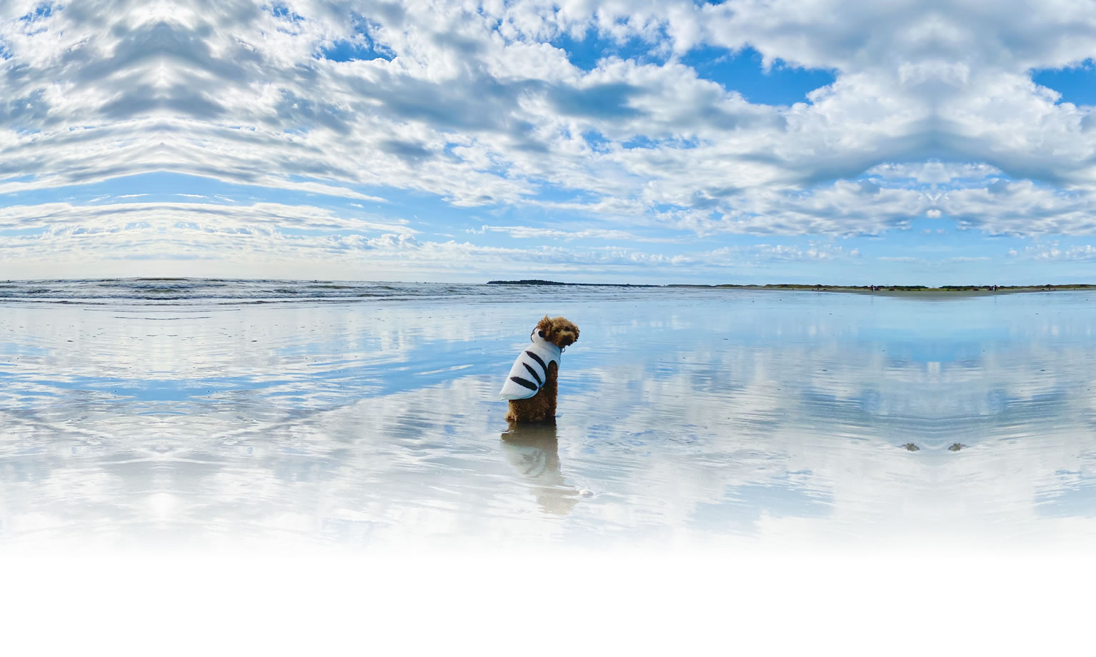 夏の愛犬との旅行 画像 3