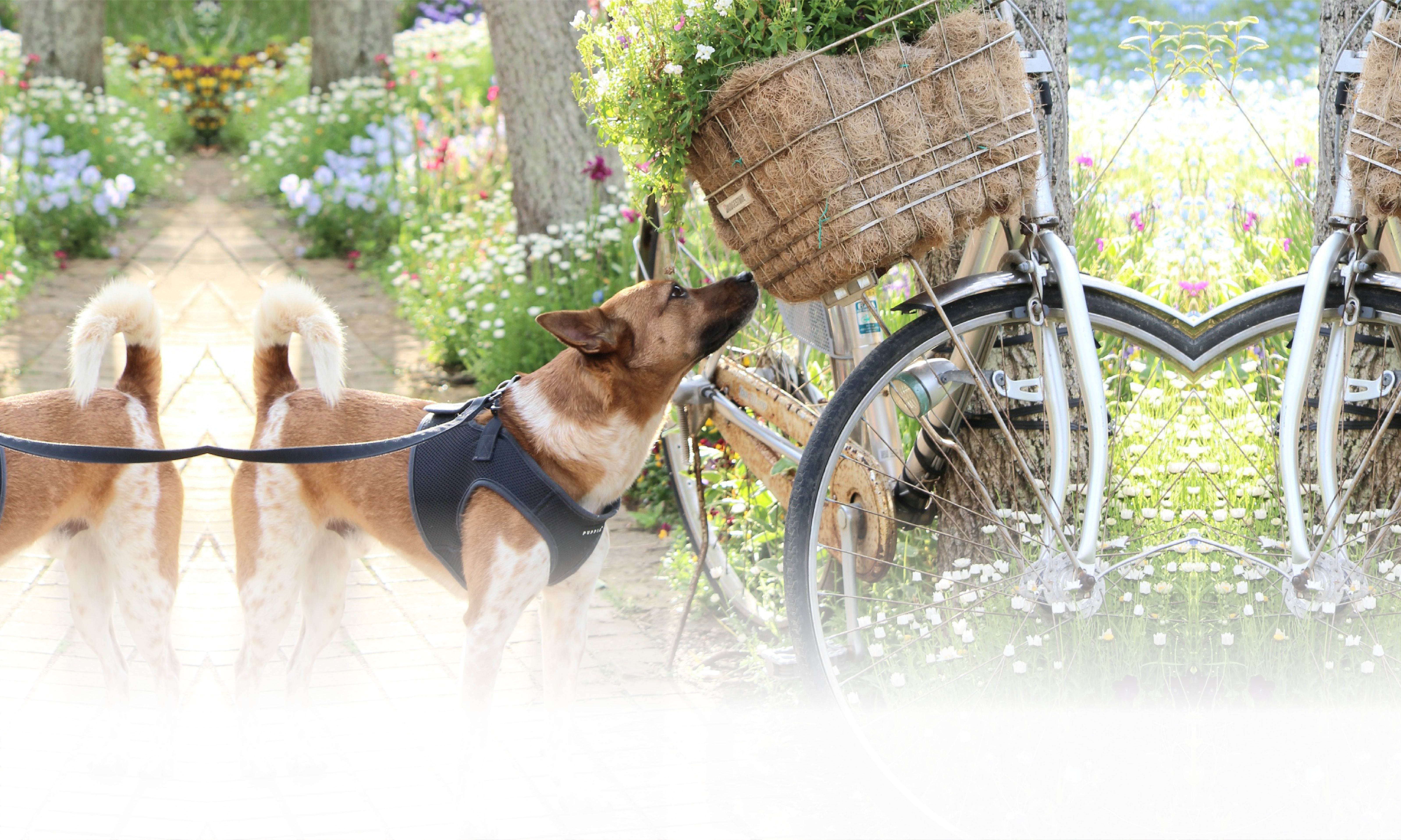 春の愛犬との旅行 画像 3
