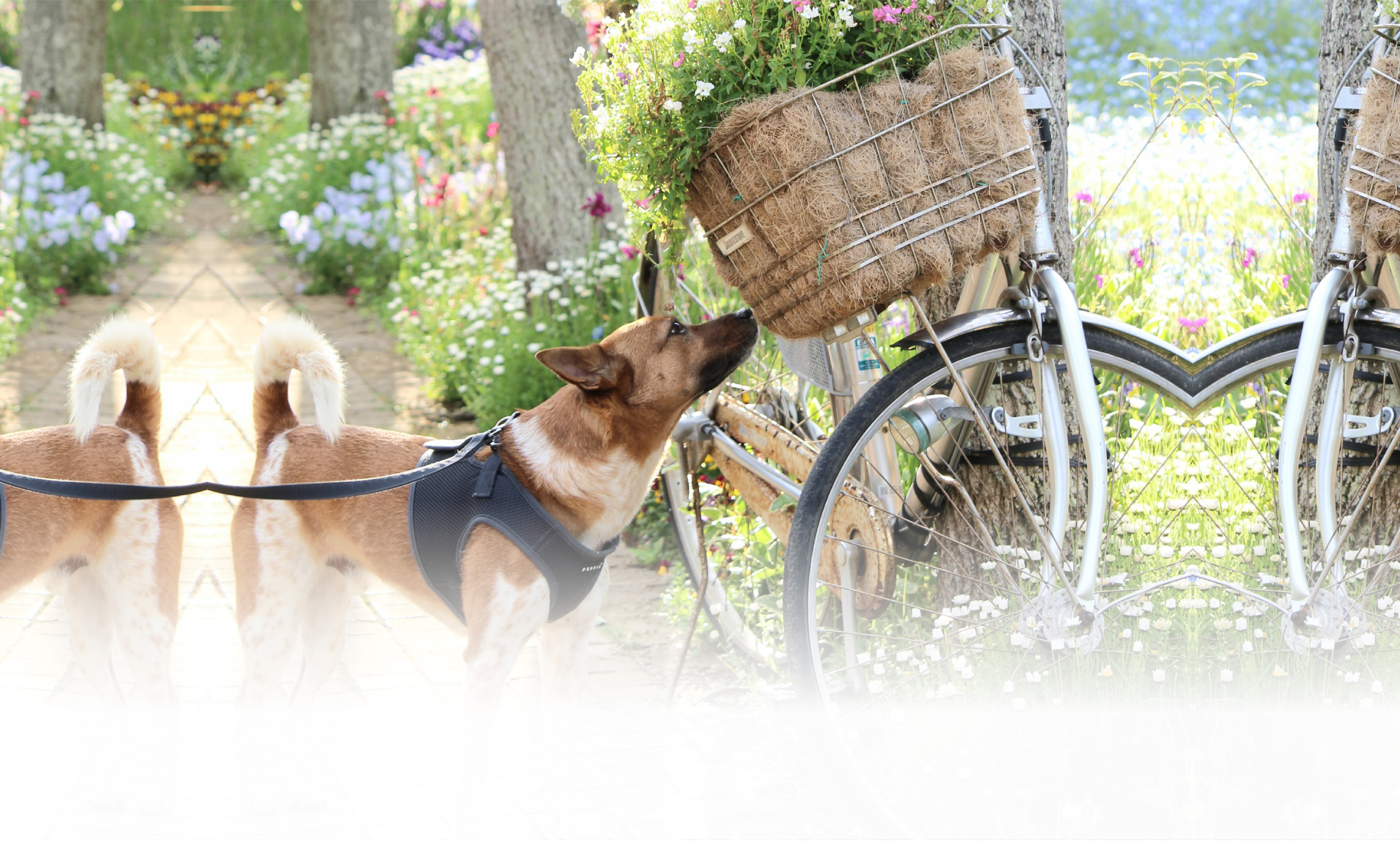 春の愛犬との旅行 画像 3