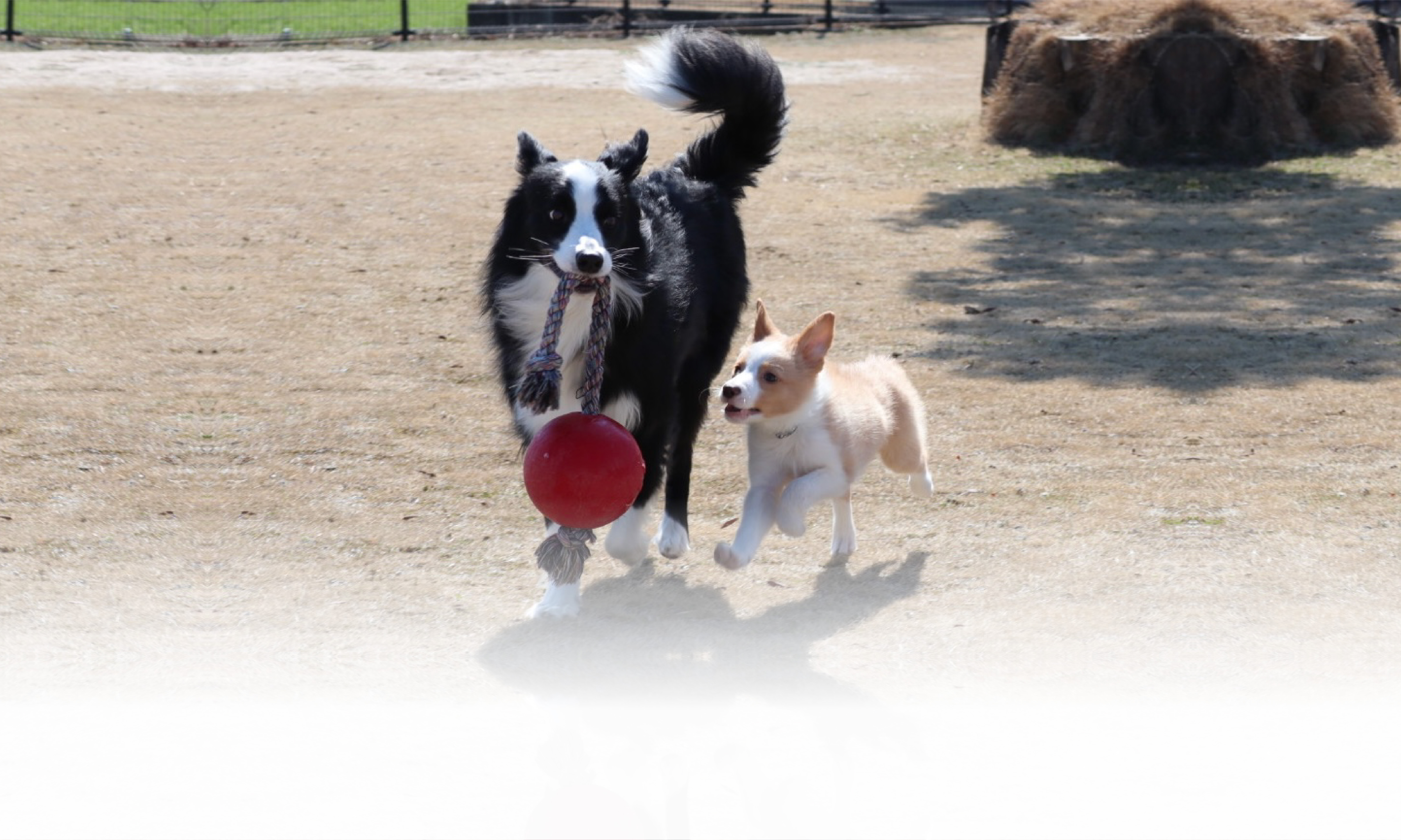 春の愛犬との旅行 画像 3