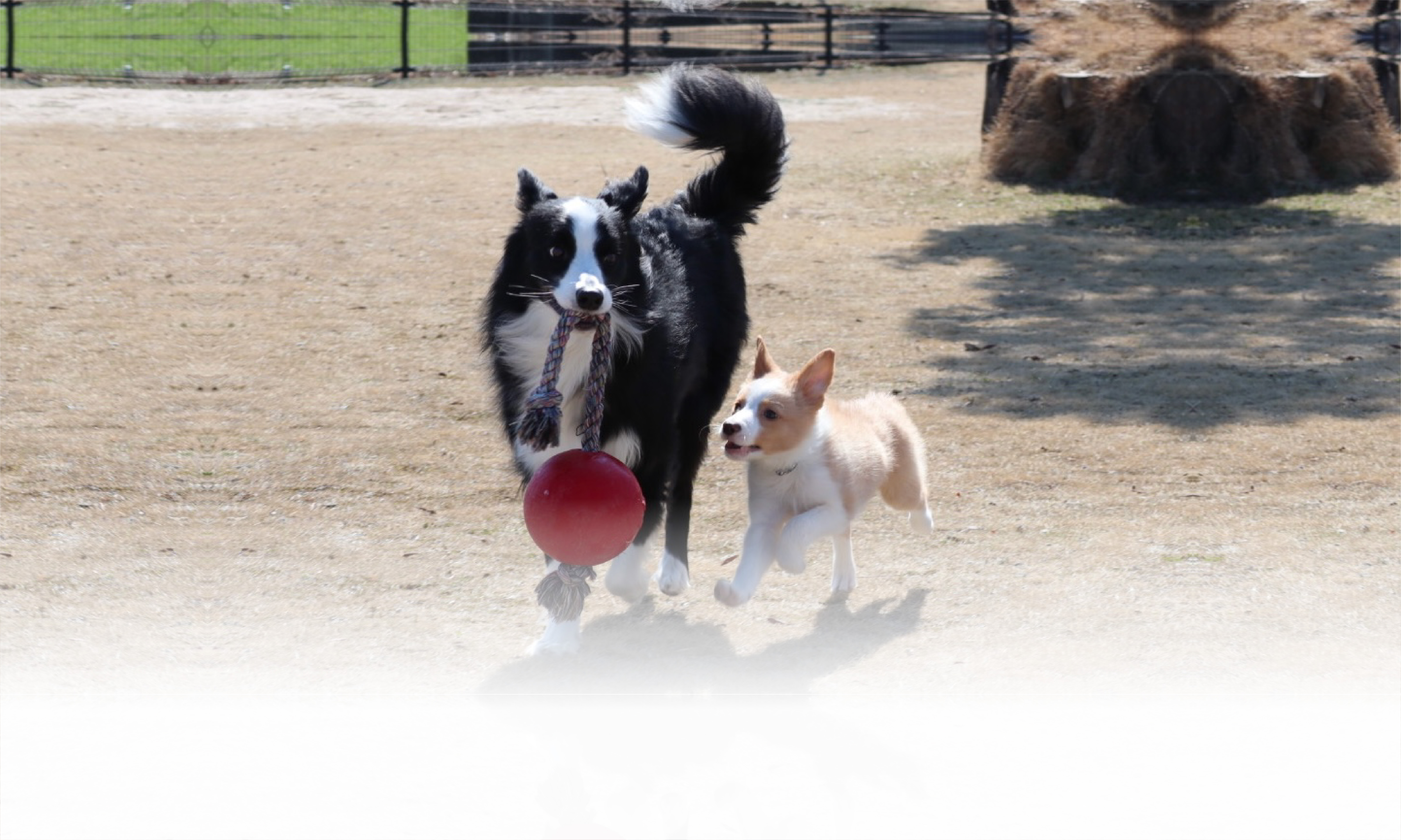春の愛犬との旅行 画像 3