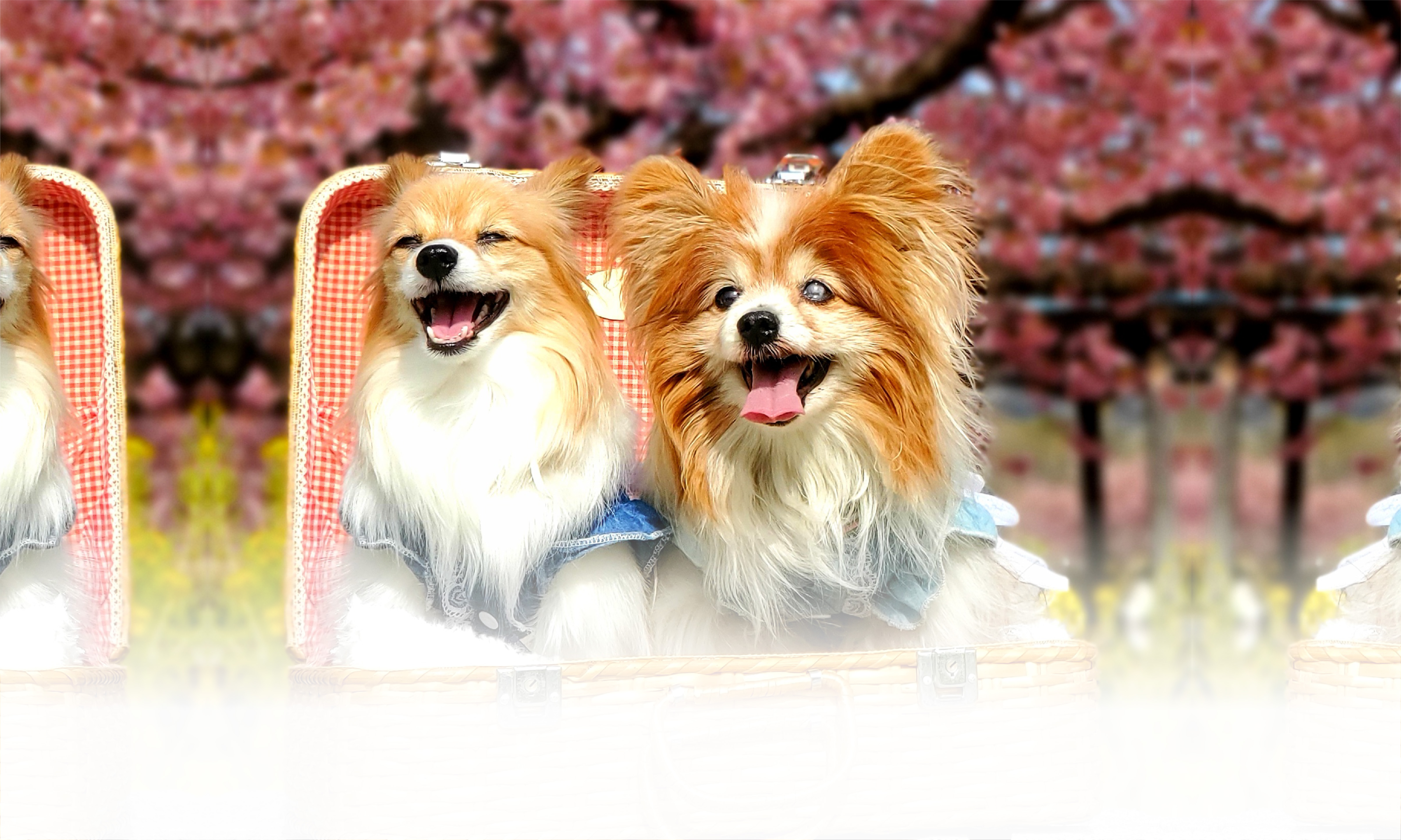 春の愛犬との旅行 画像 3