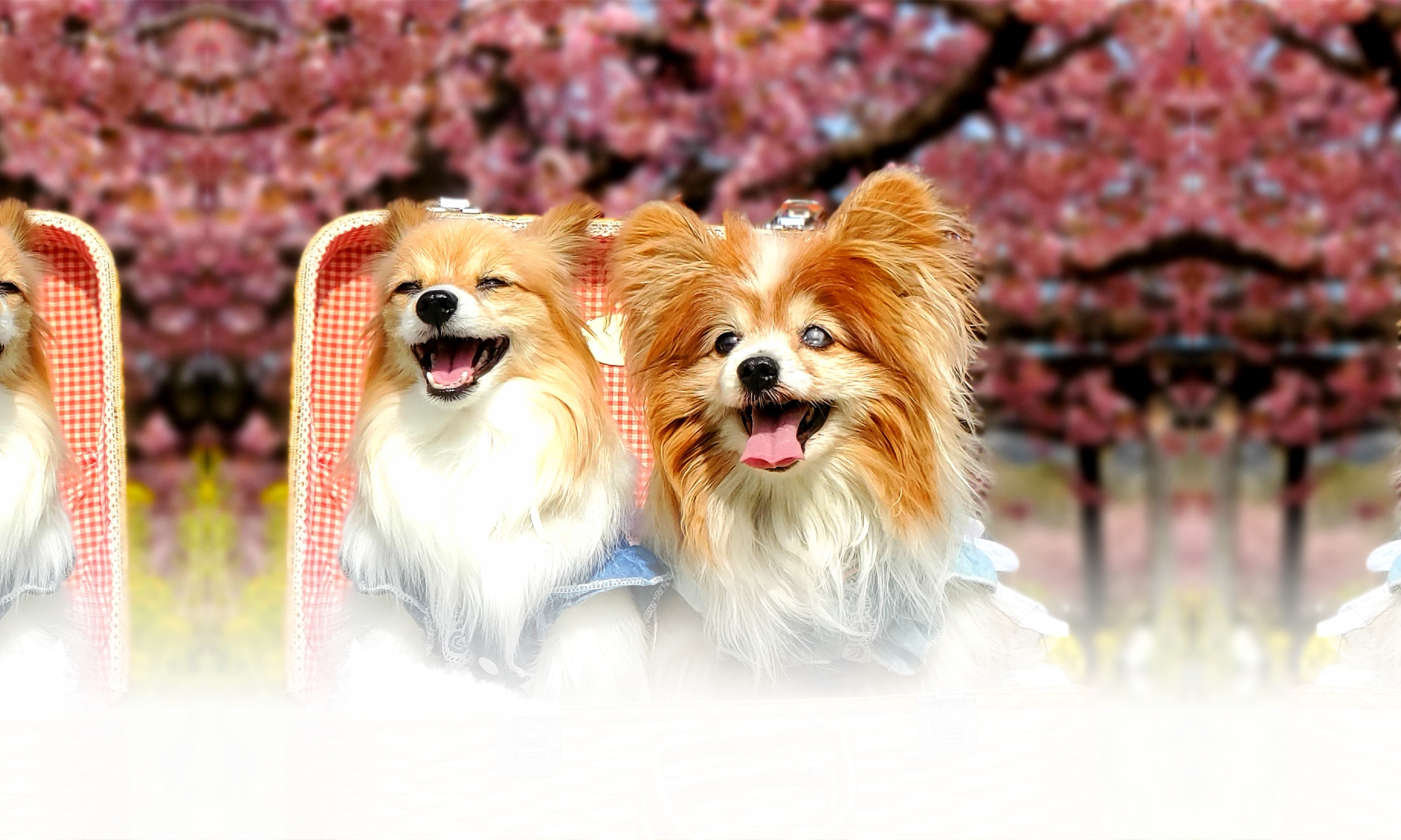 春の愛犬との旅行 画像 3