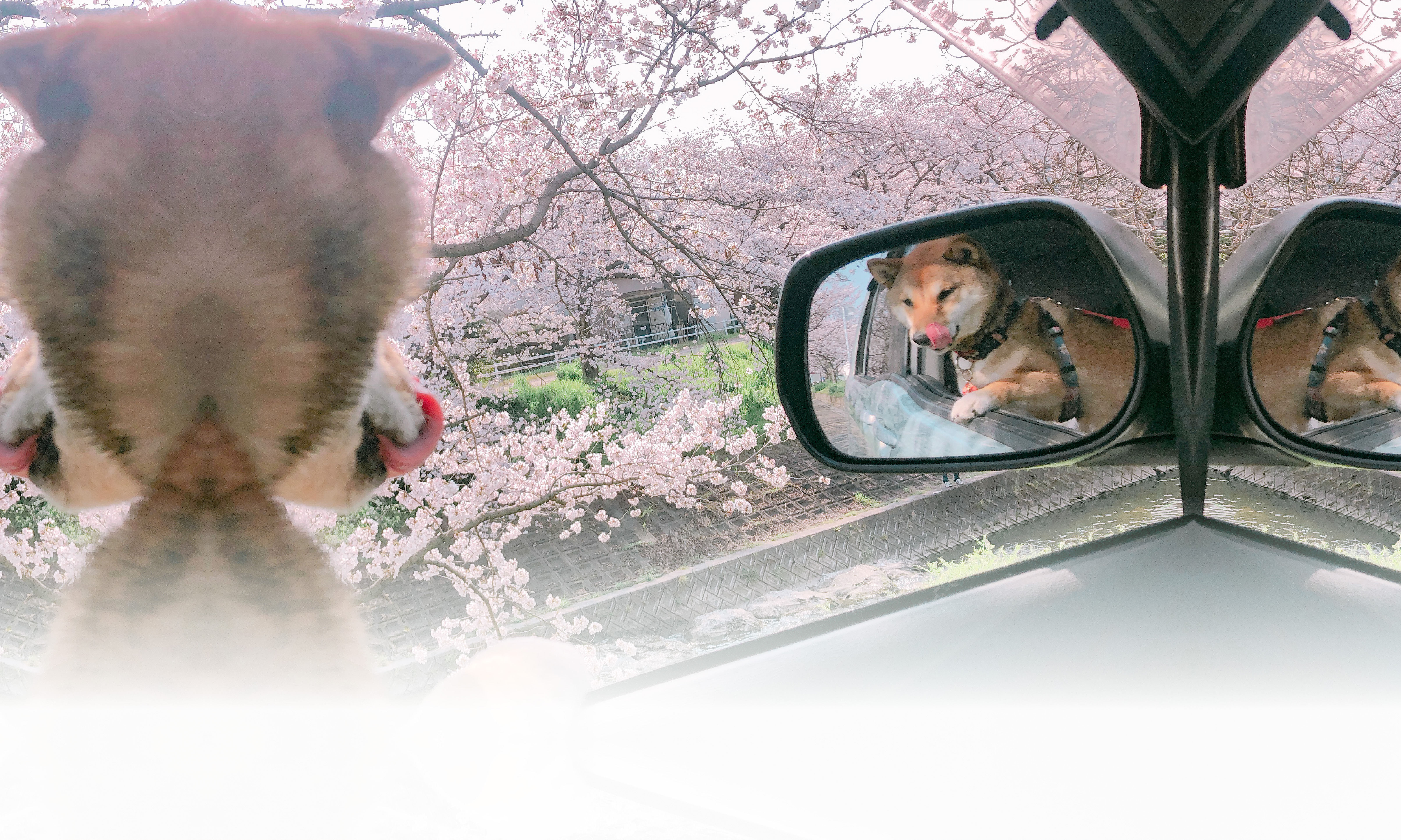 春の愛犬との旅行 画像 3