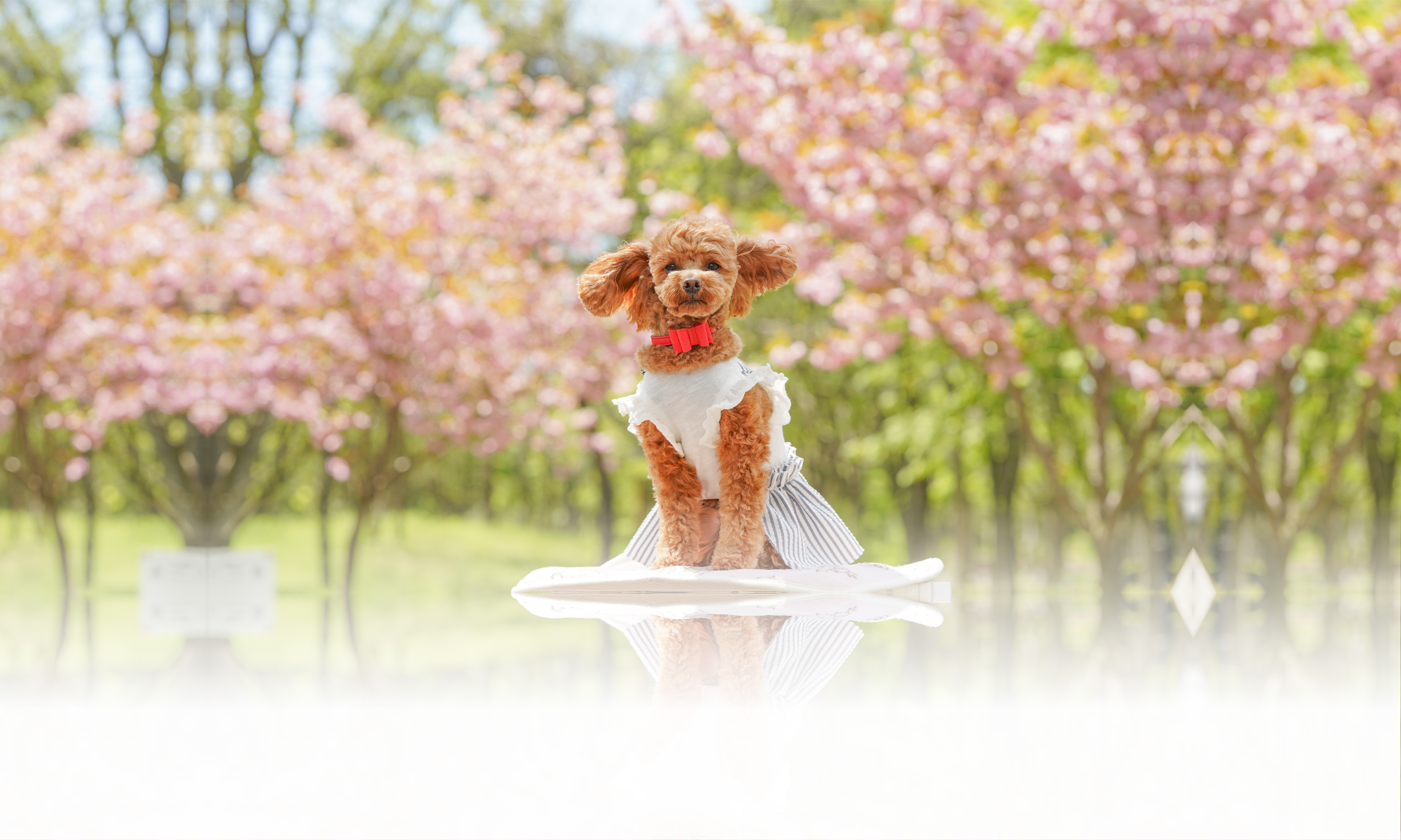 春の愛犬との旅行 画像 3