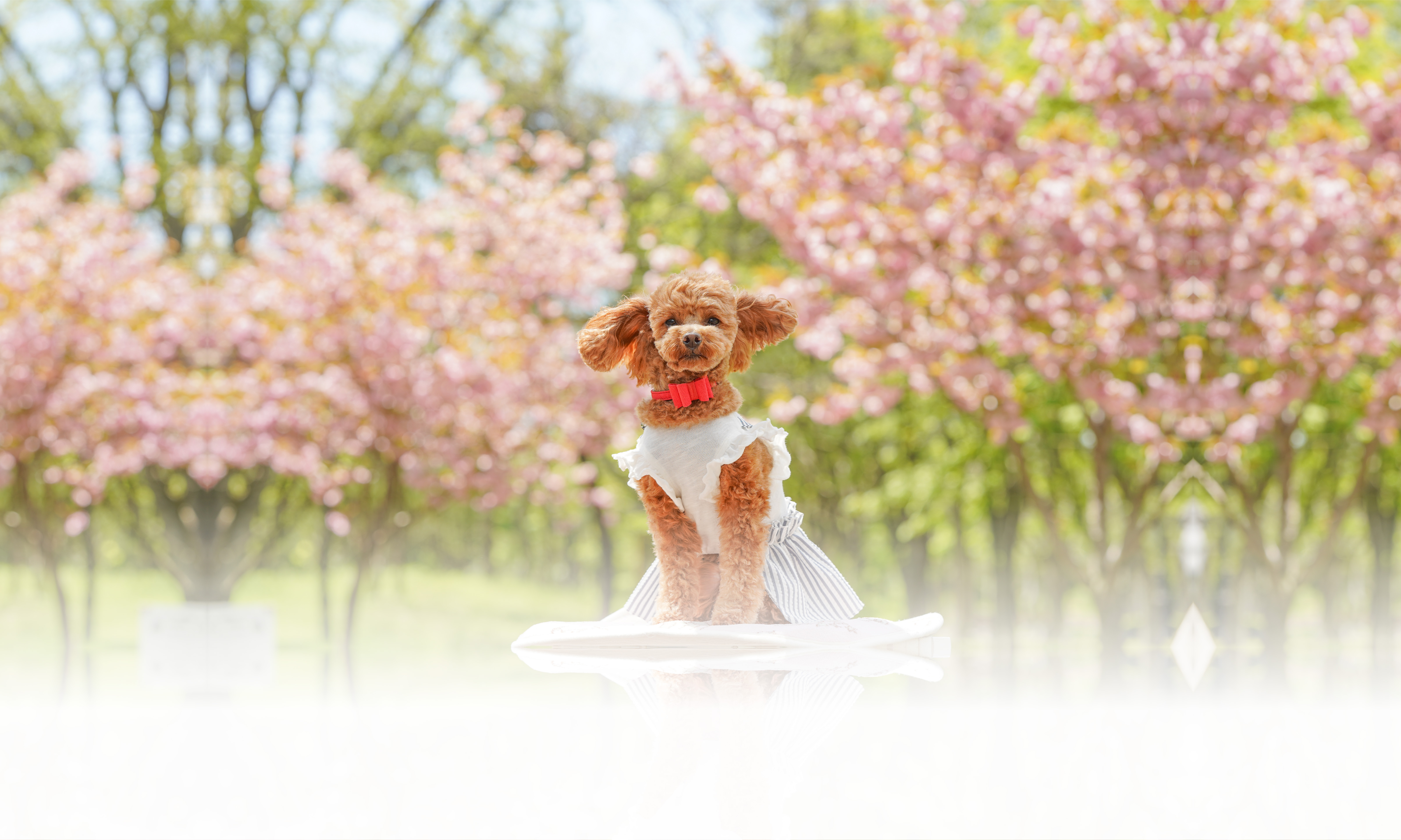 春の愛犬との旅行 画像 3