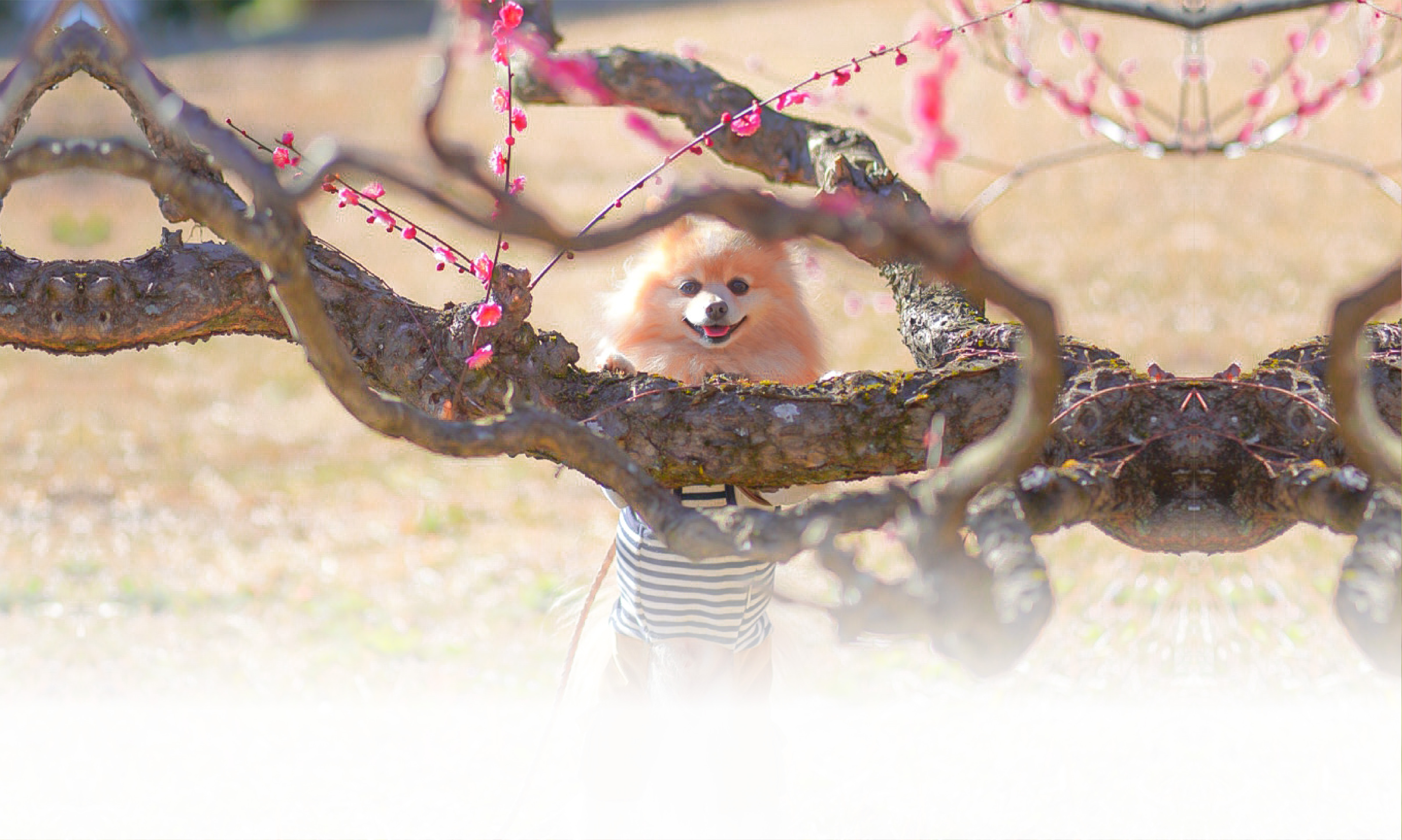 春の愛犬との旅行 画像 3