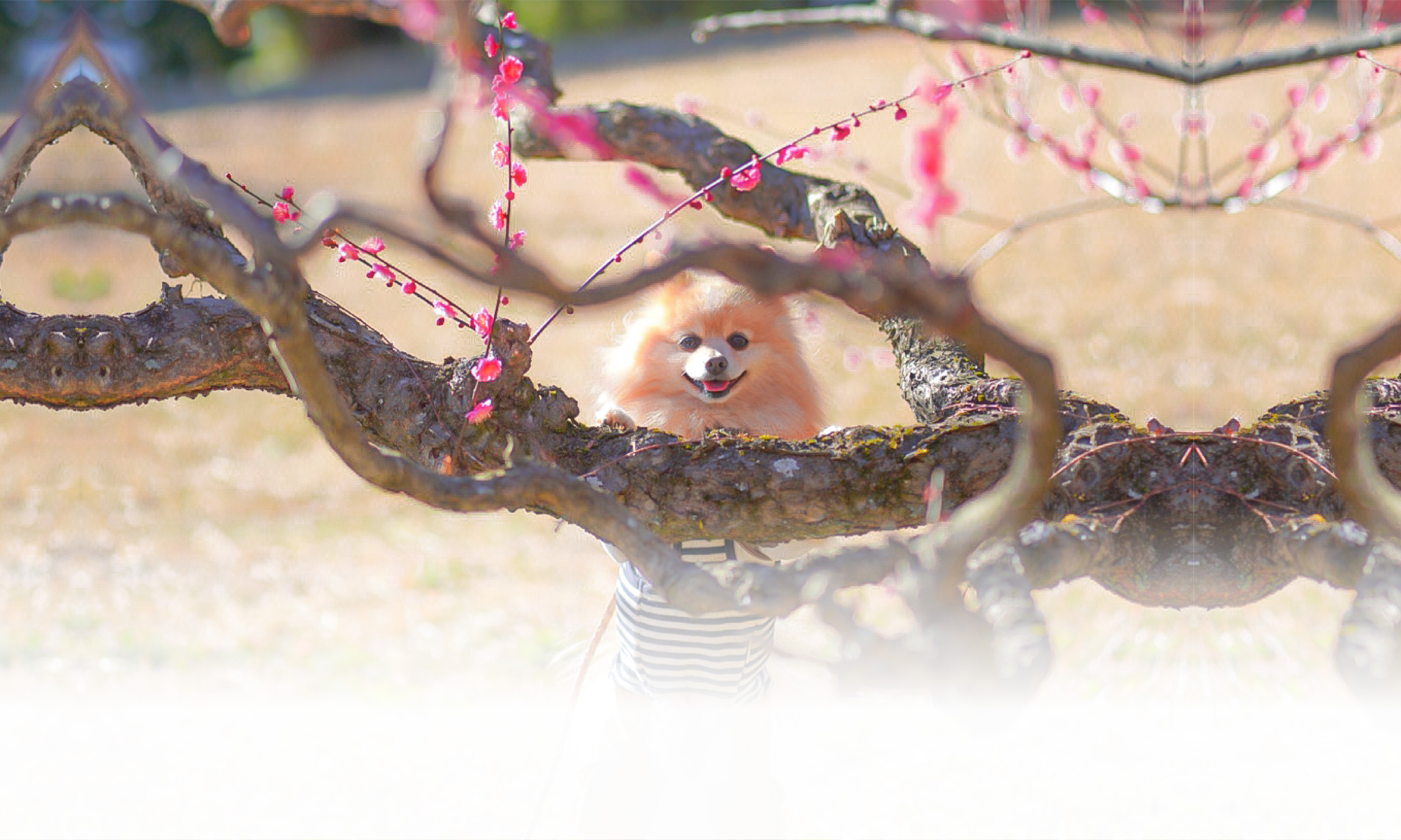 春の愛犬との旅行 画像 3