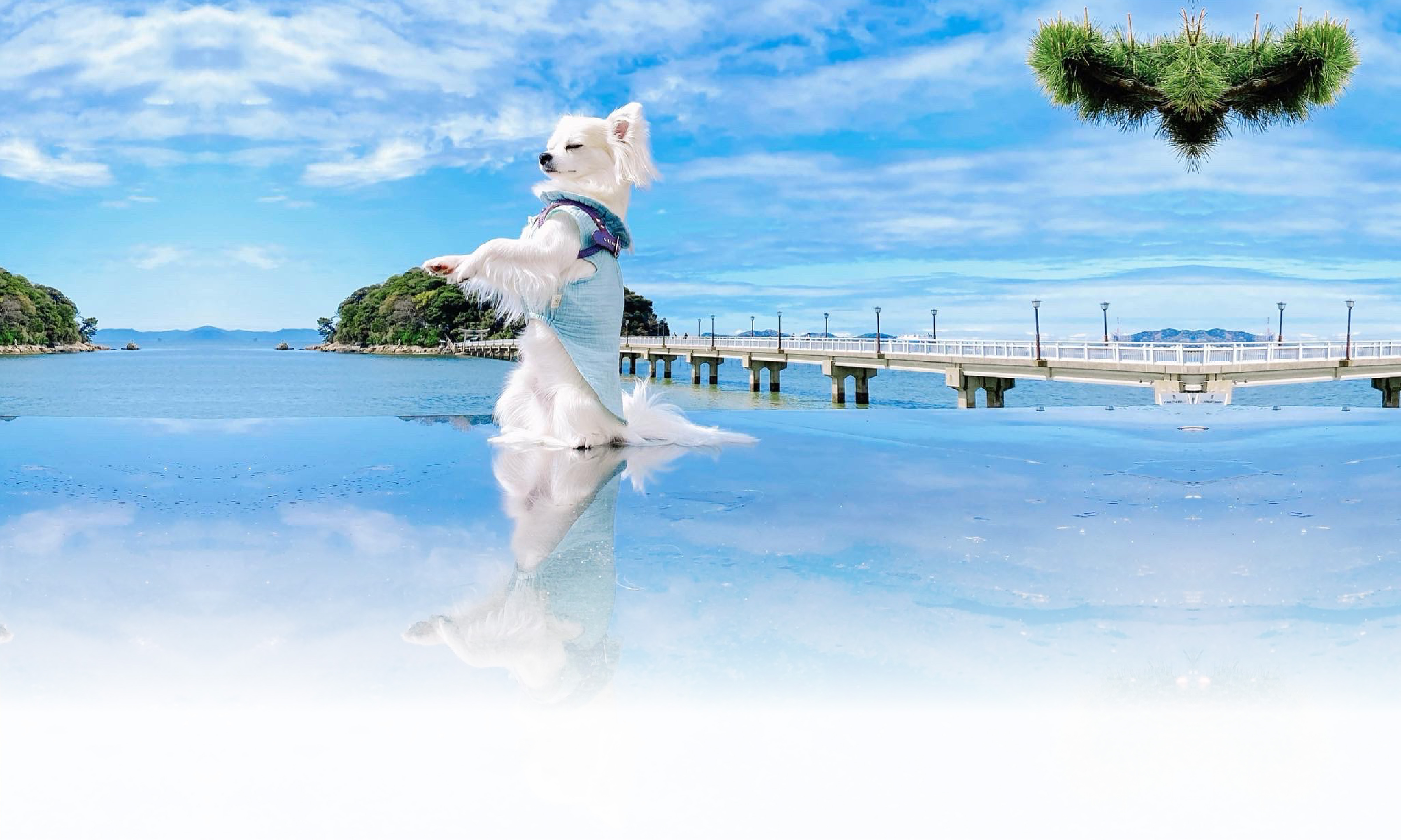 春の愛犬との旅行 画像 3