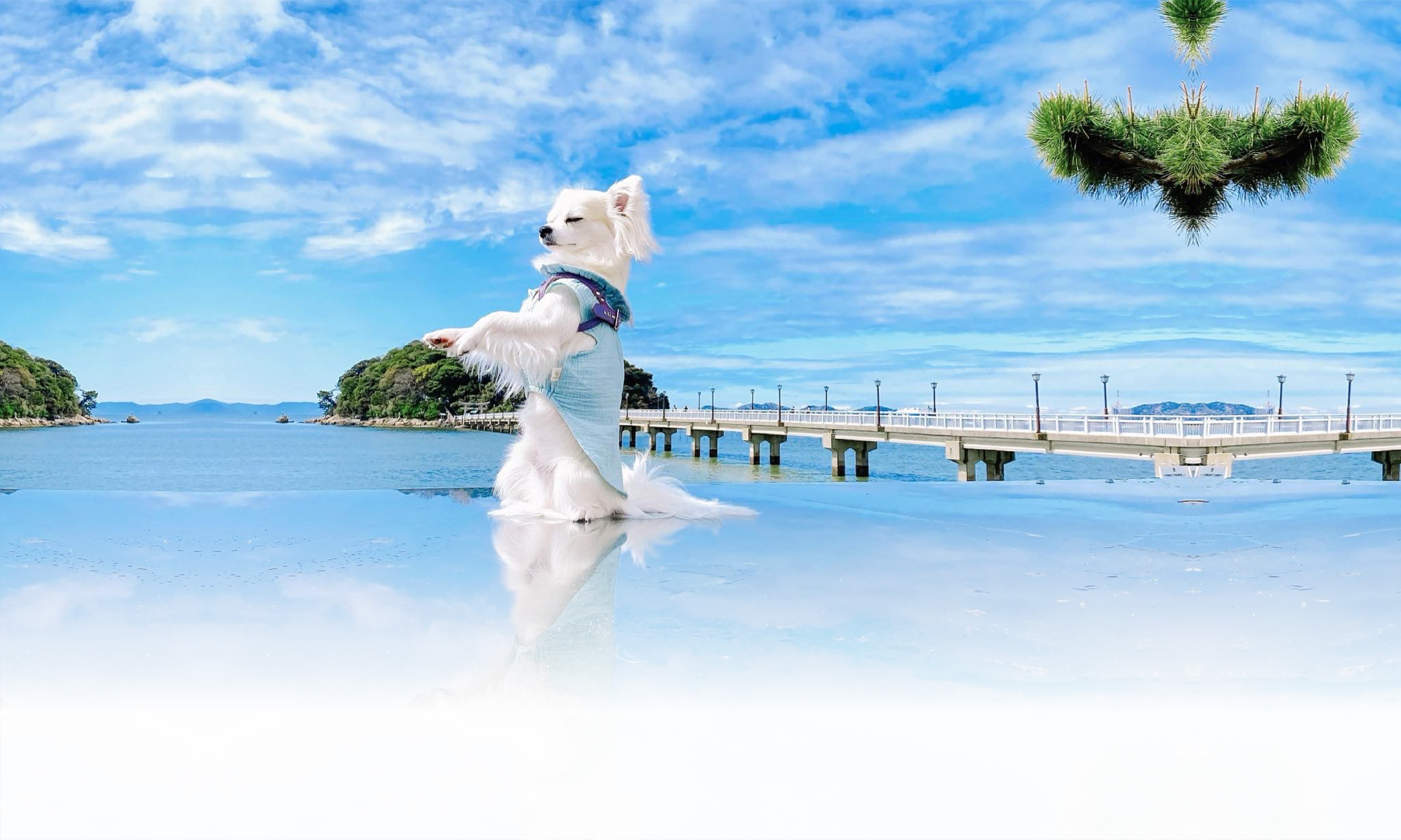 春の愛犬との旅行 画像 3