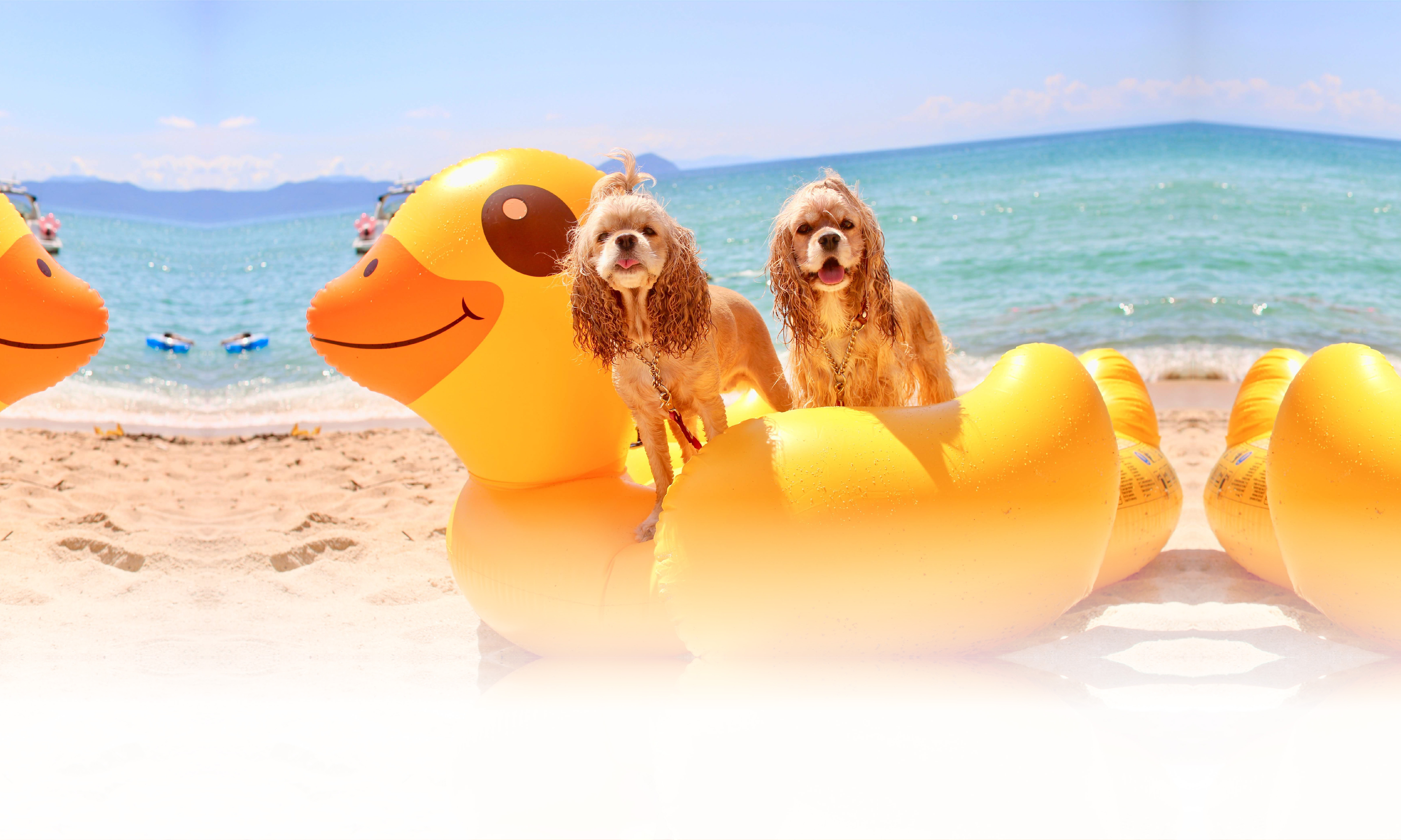 春の愛犬との旅行 画像 3