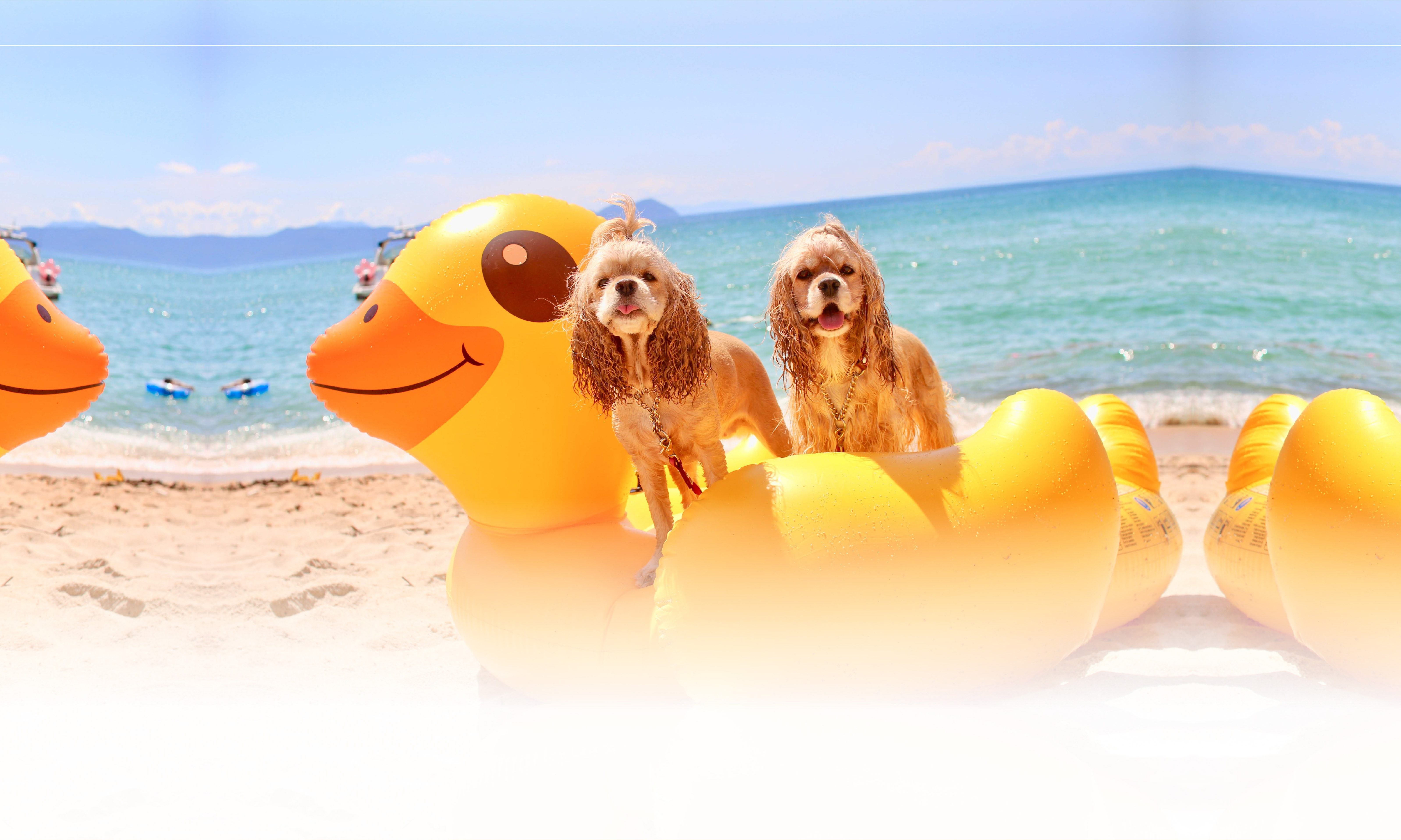 春の愛犬との旅行 画像 3