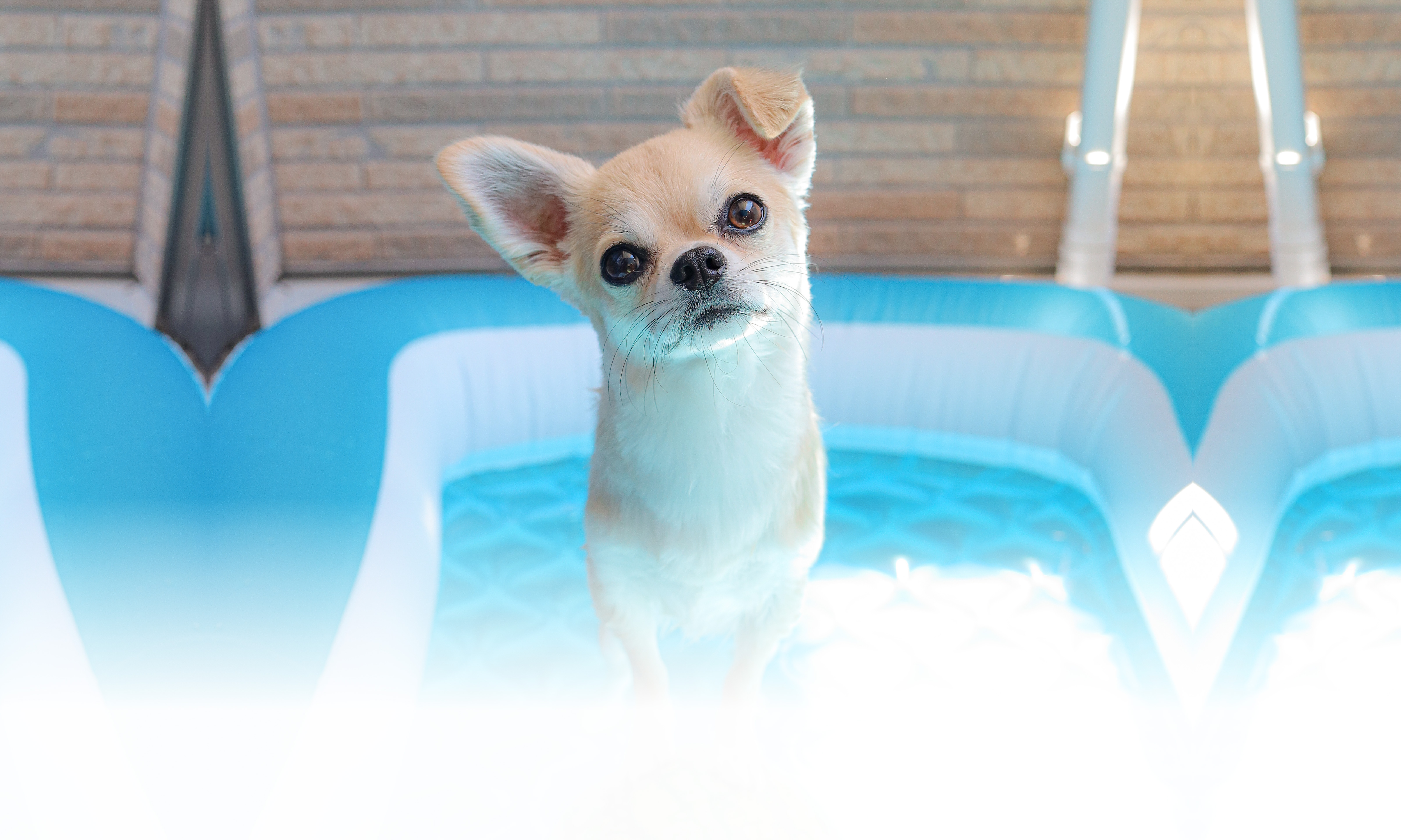 春の愛犬との旅行 画像 3