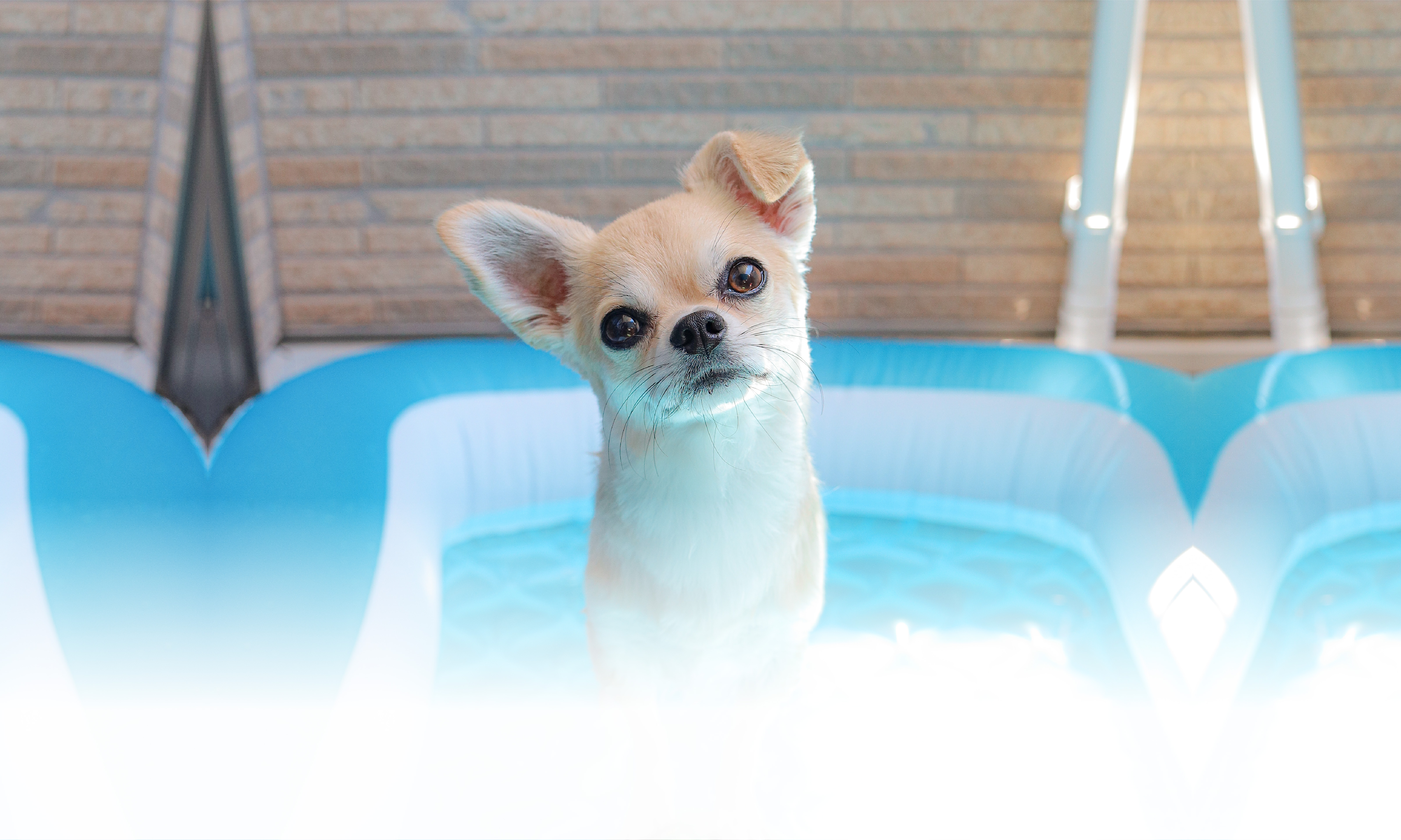 春の愛犬との旅行 画像 3