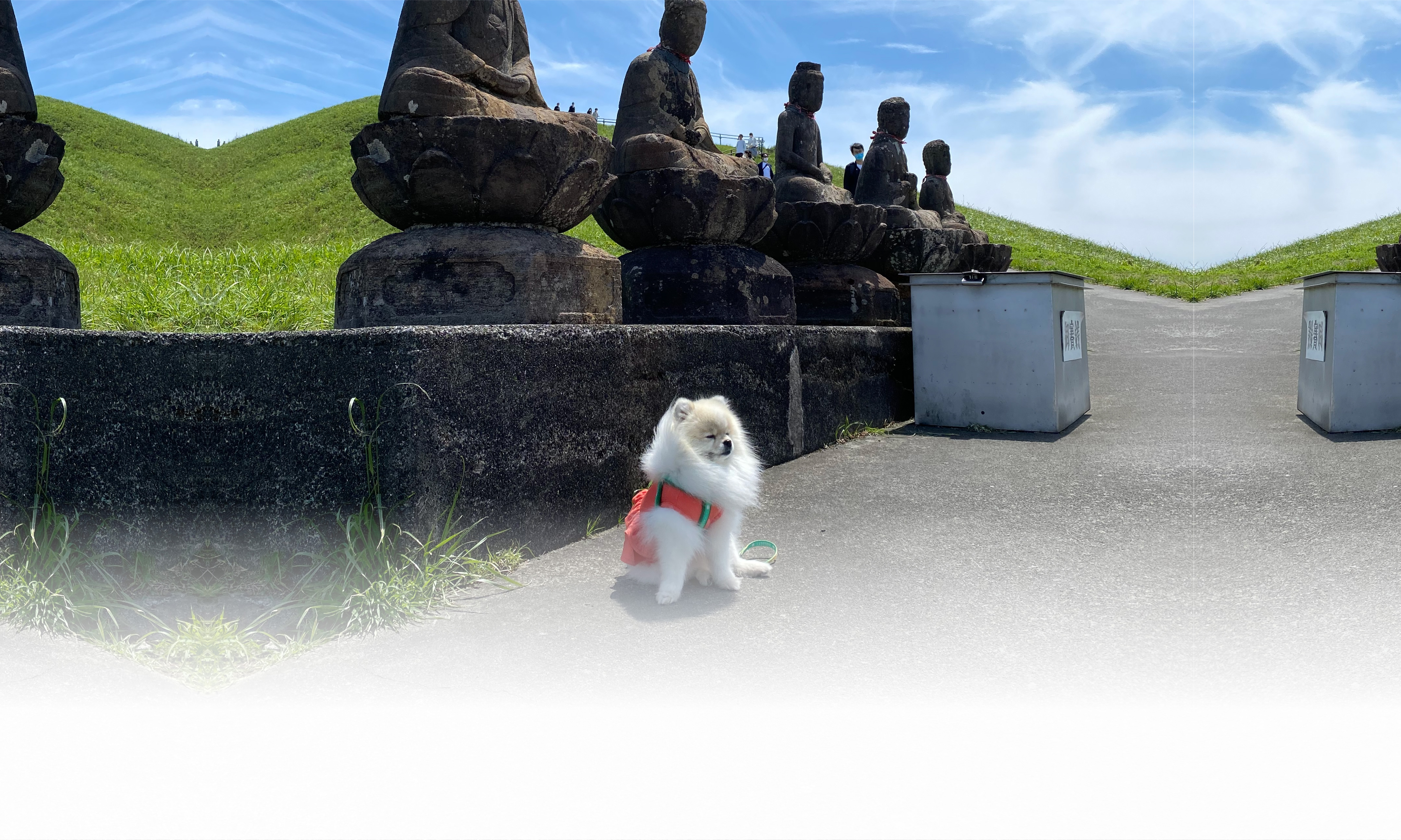 春の愛犬との旅行 画像 3