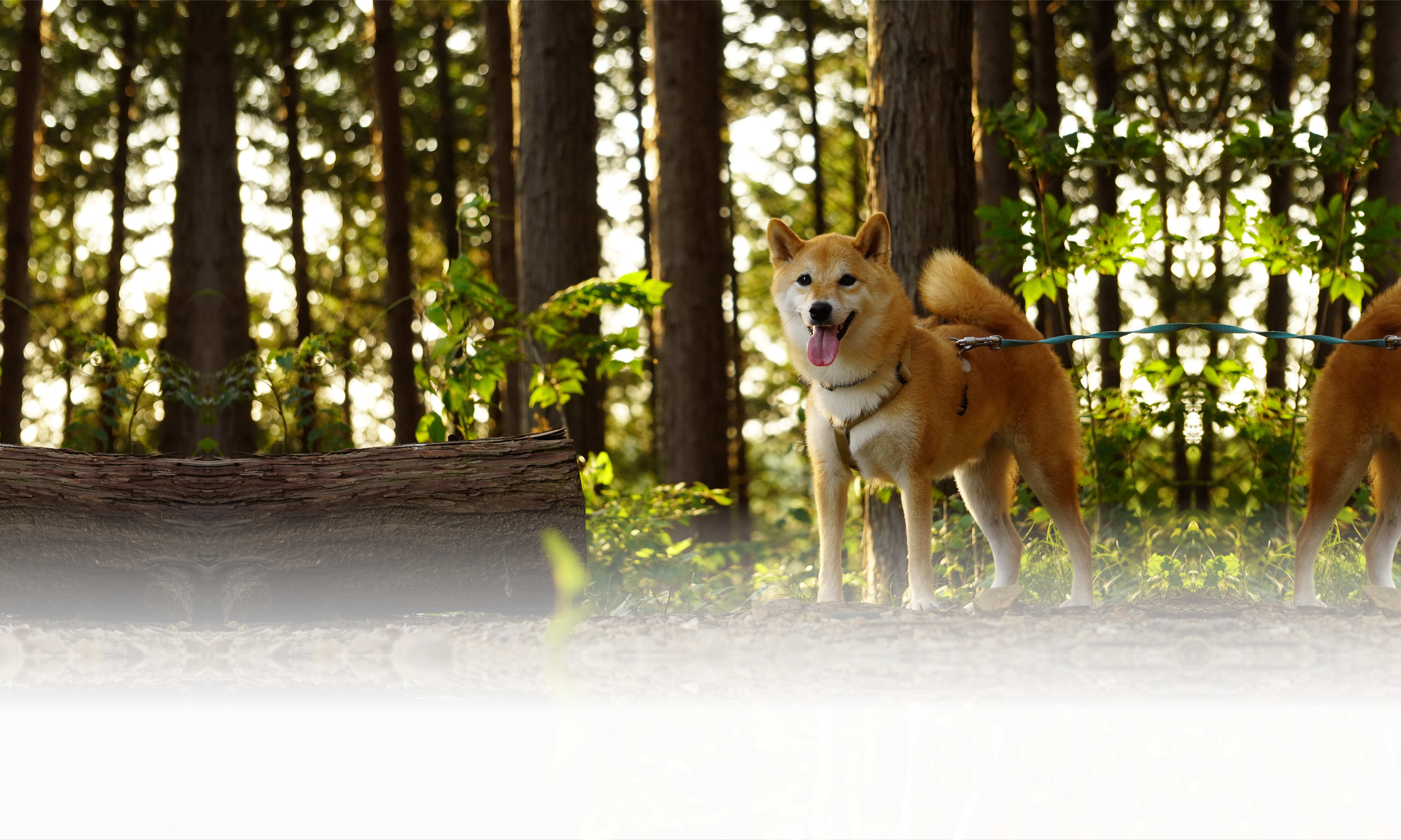 春の愛犬との旅行 画像 3