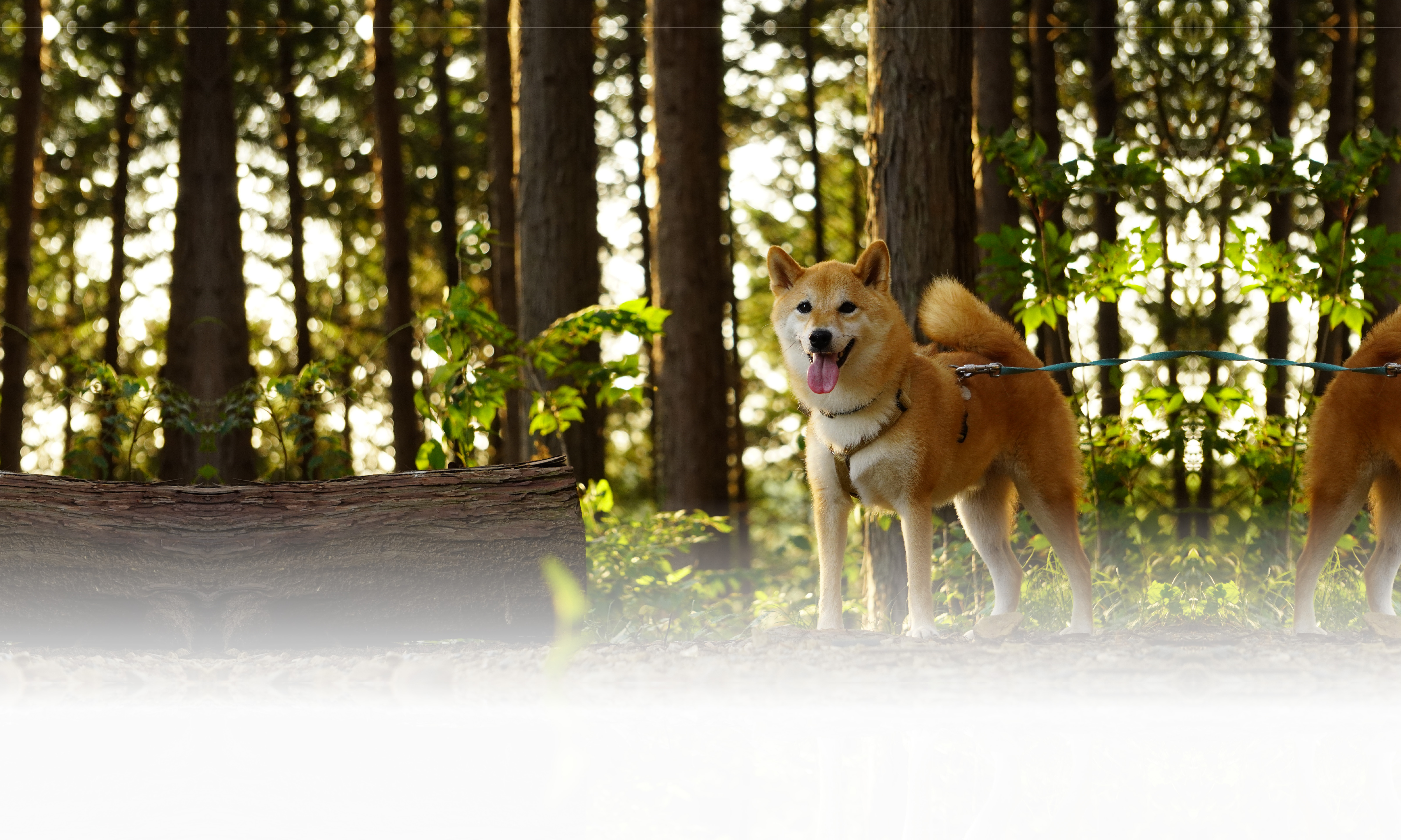 春の愛犬との旅行 画像 3