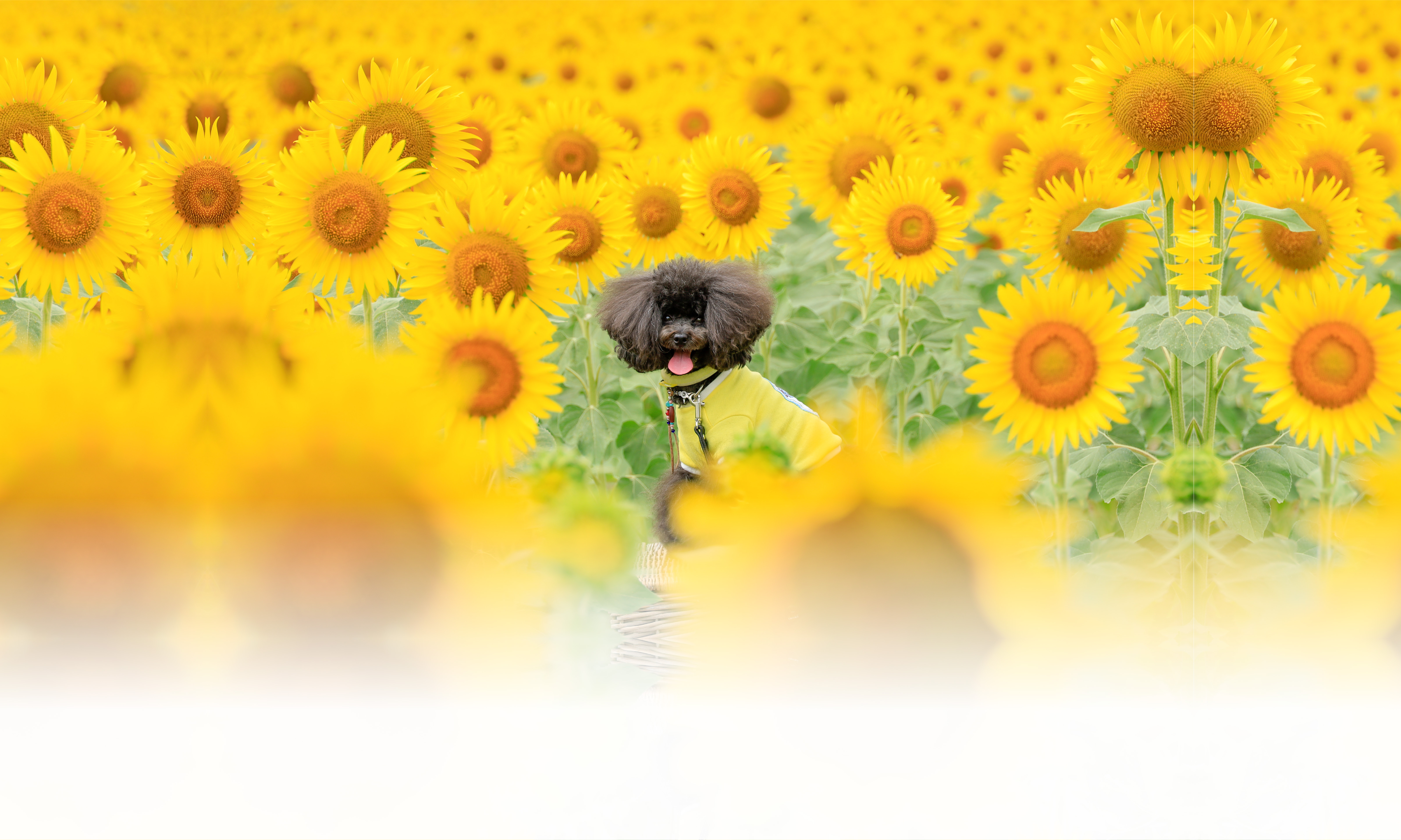 春の愛犬との旅行 画像 3