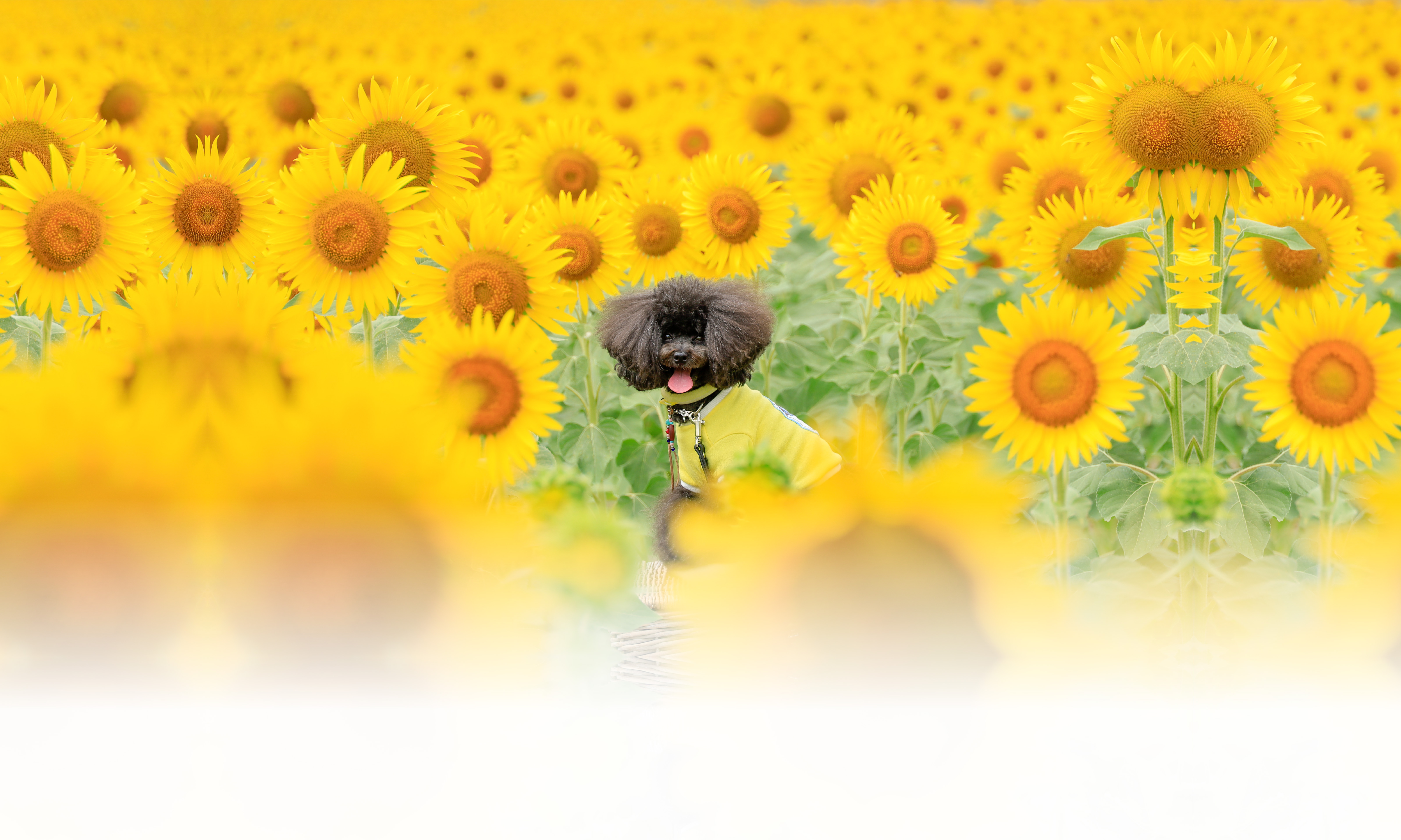 春の愛犬との旅行 画像 3