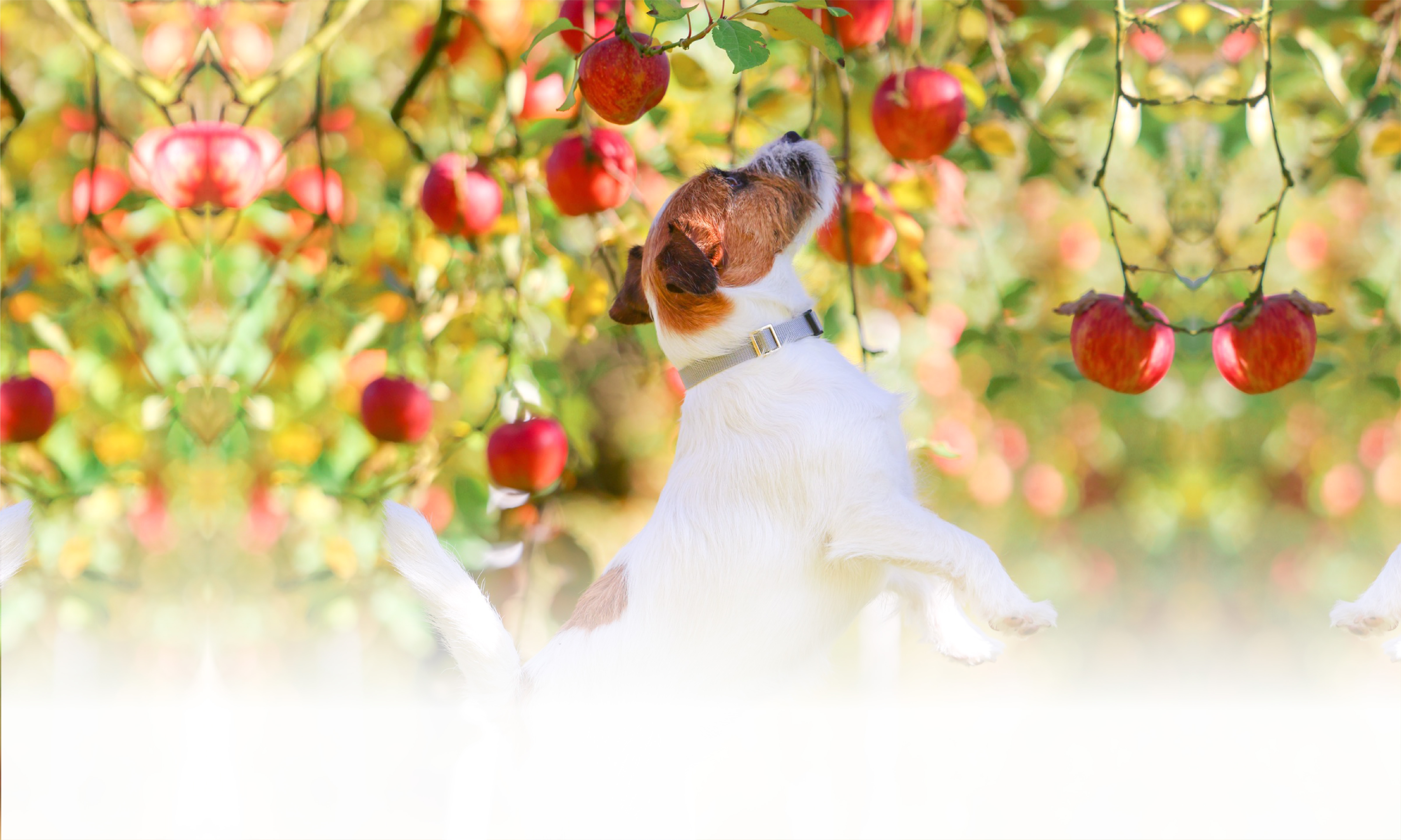 秋の愛犬との旅行 画像 3