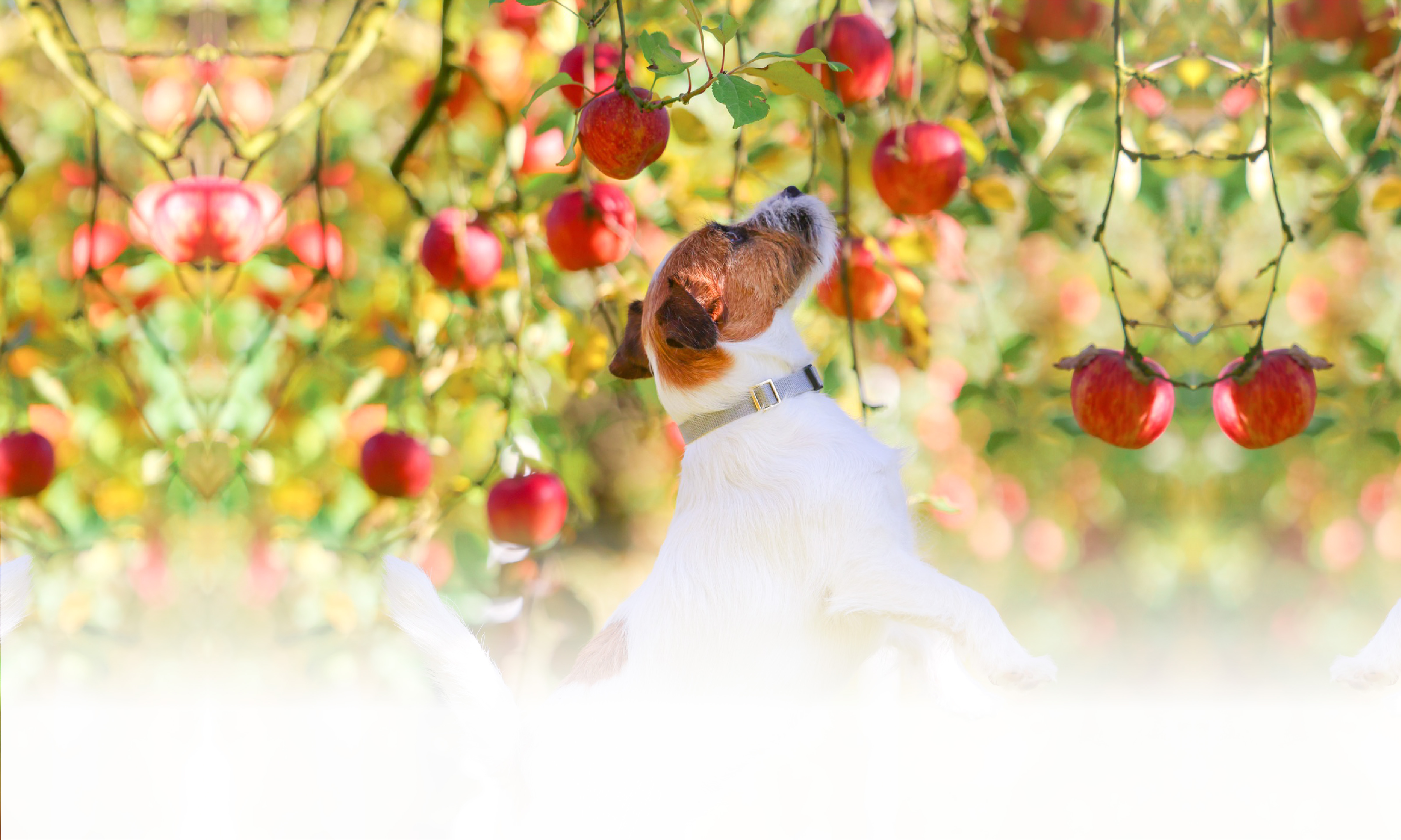 秋の愛犬との旅行 画像 3