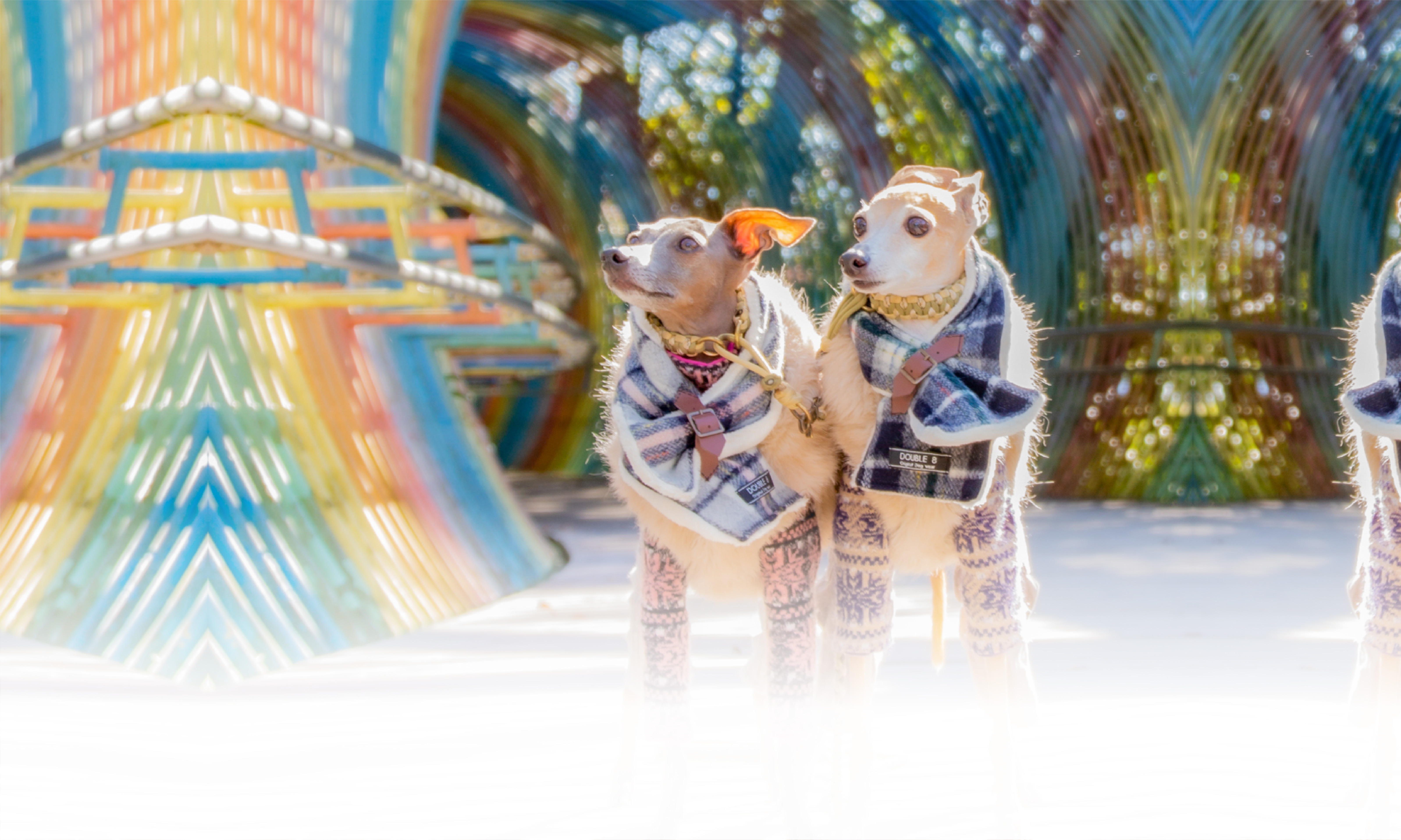 秋の愛犬との旅行 画像 3
