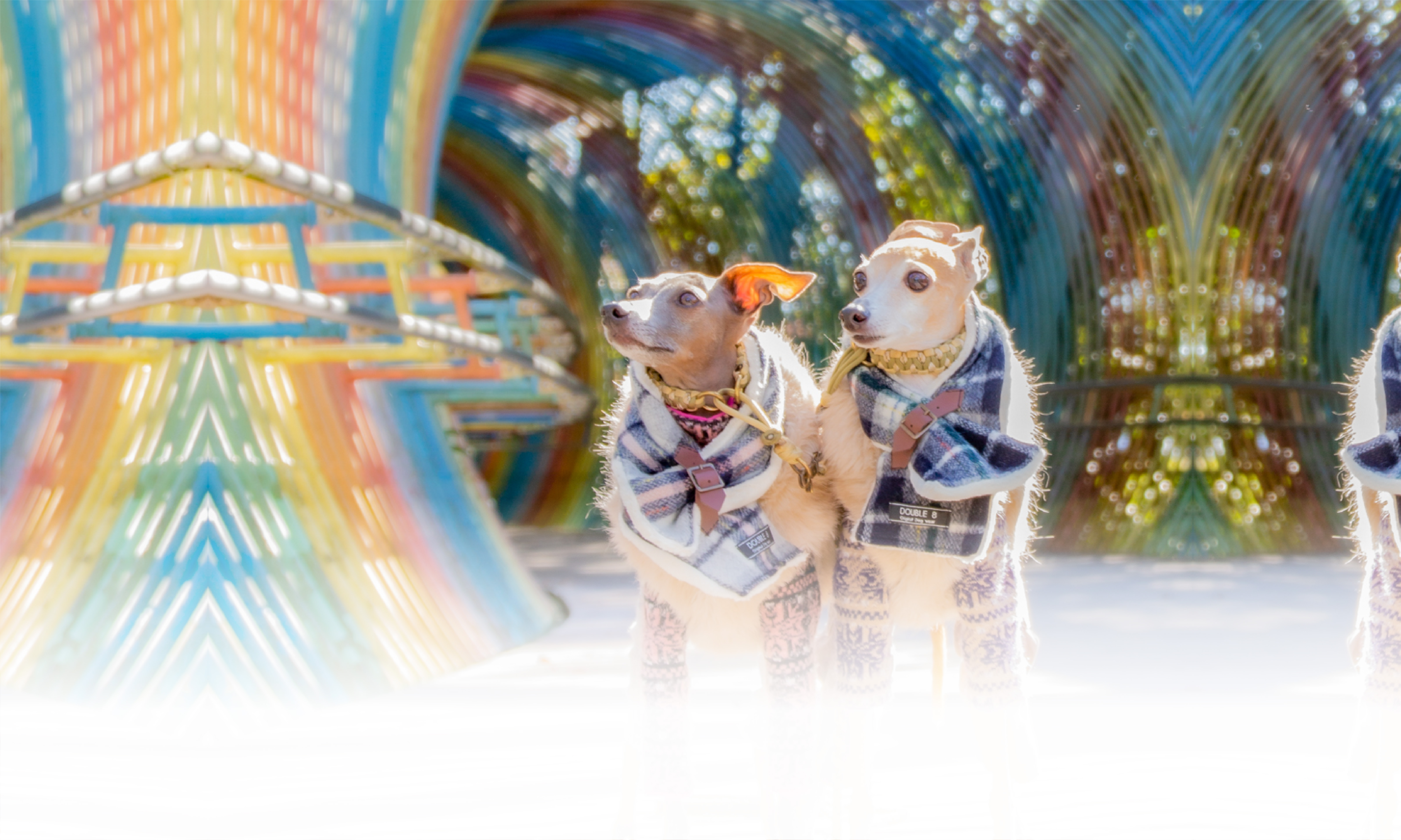 秋の愛犬との旅行 画像 3