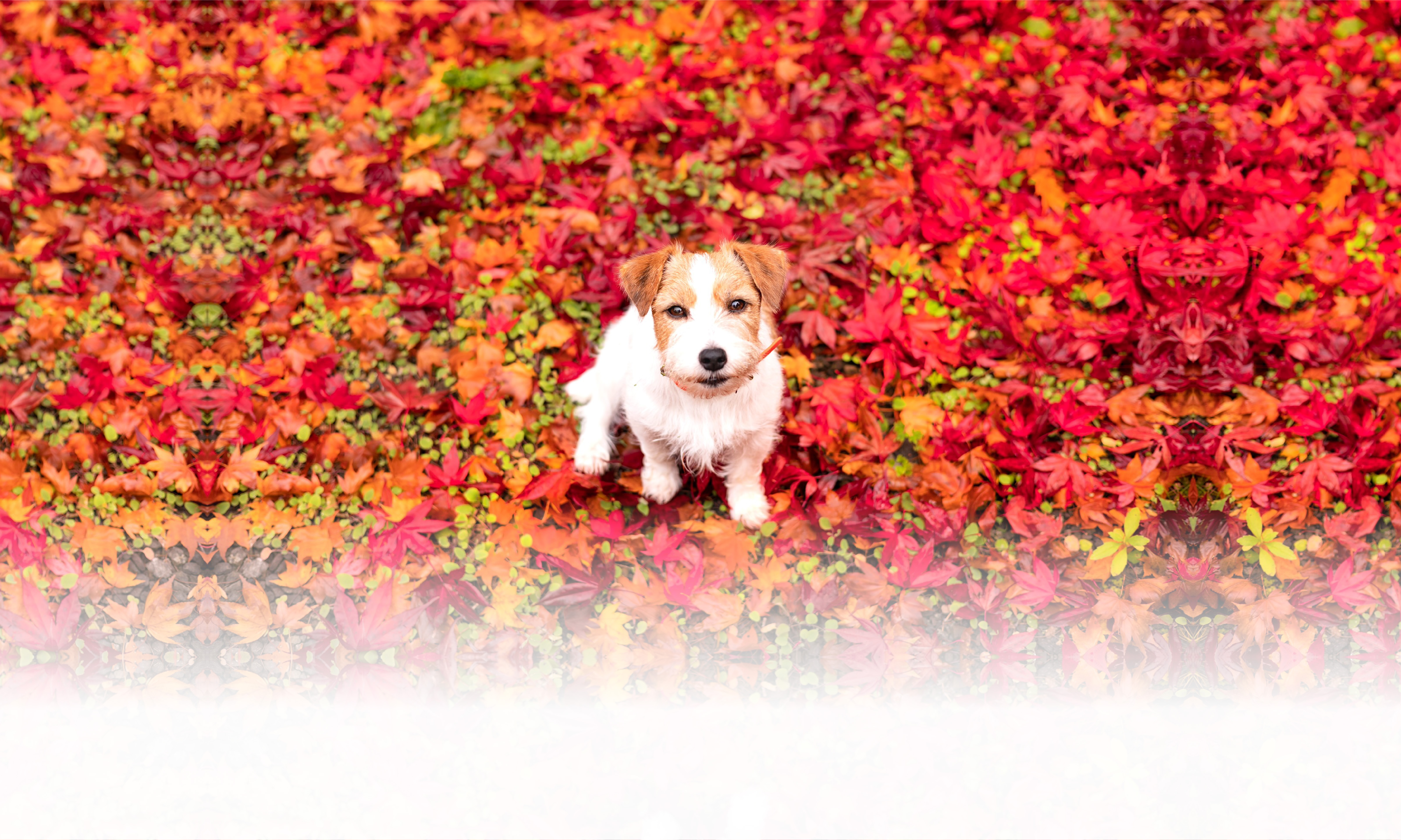 秋の愛犬との旅行 画像 3