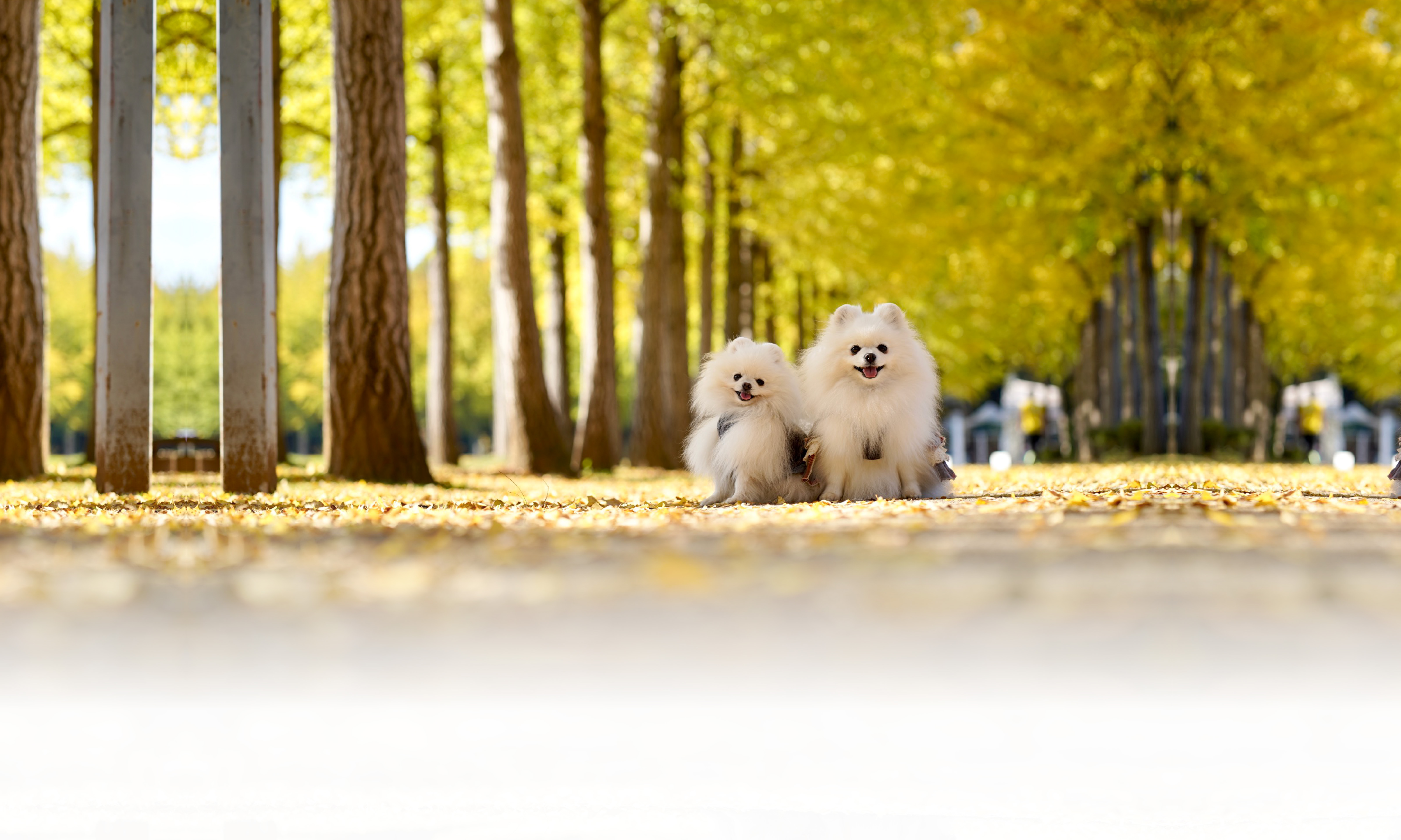 秋の愛犬との旅行 画像 3
