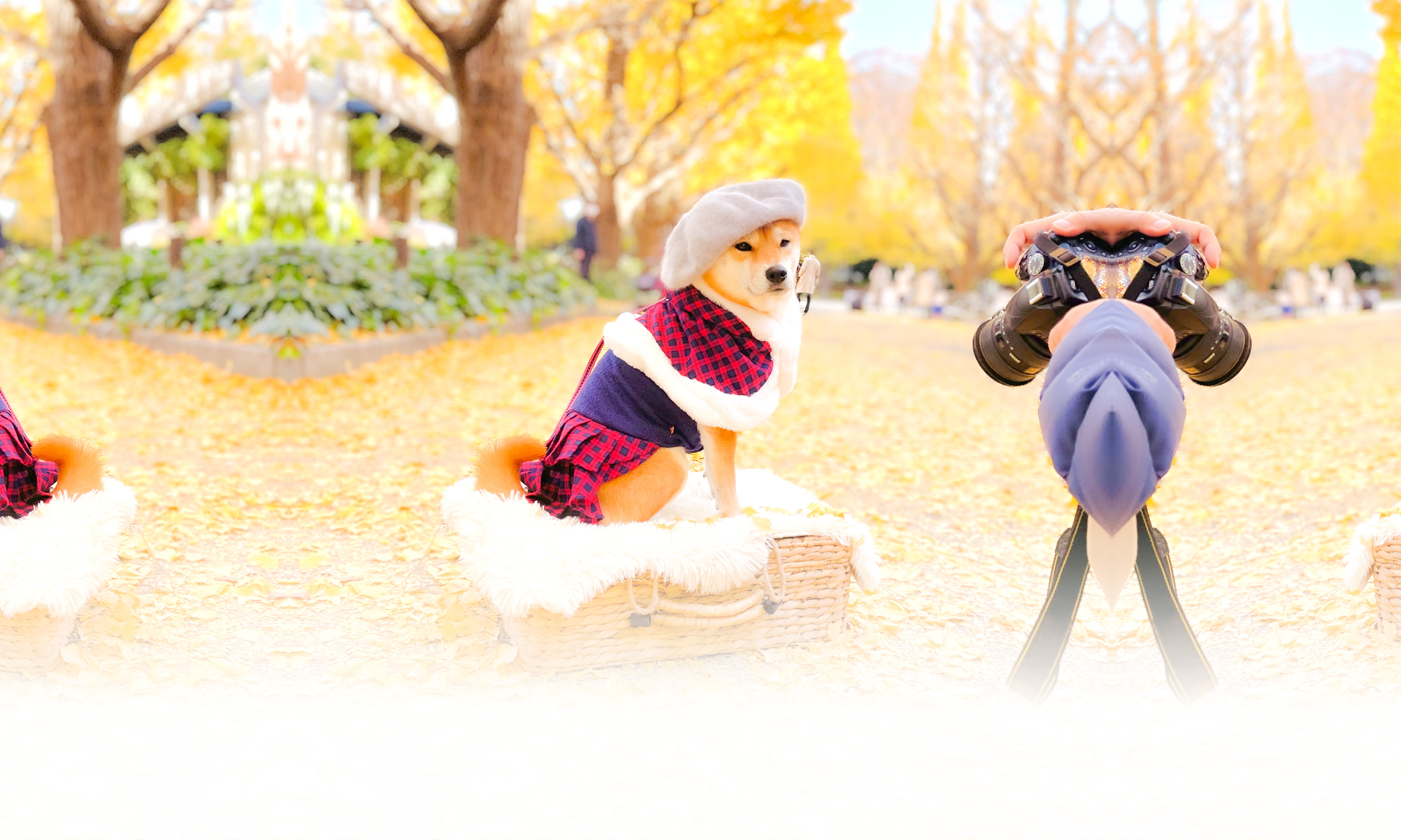 秋の愛犬との旅行 画像 3