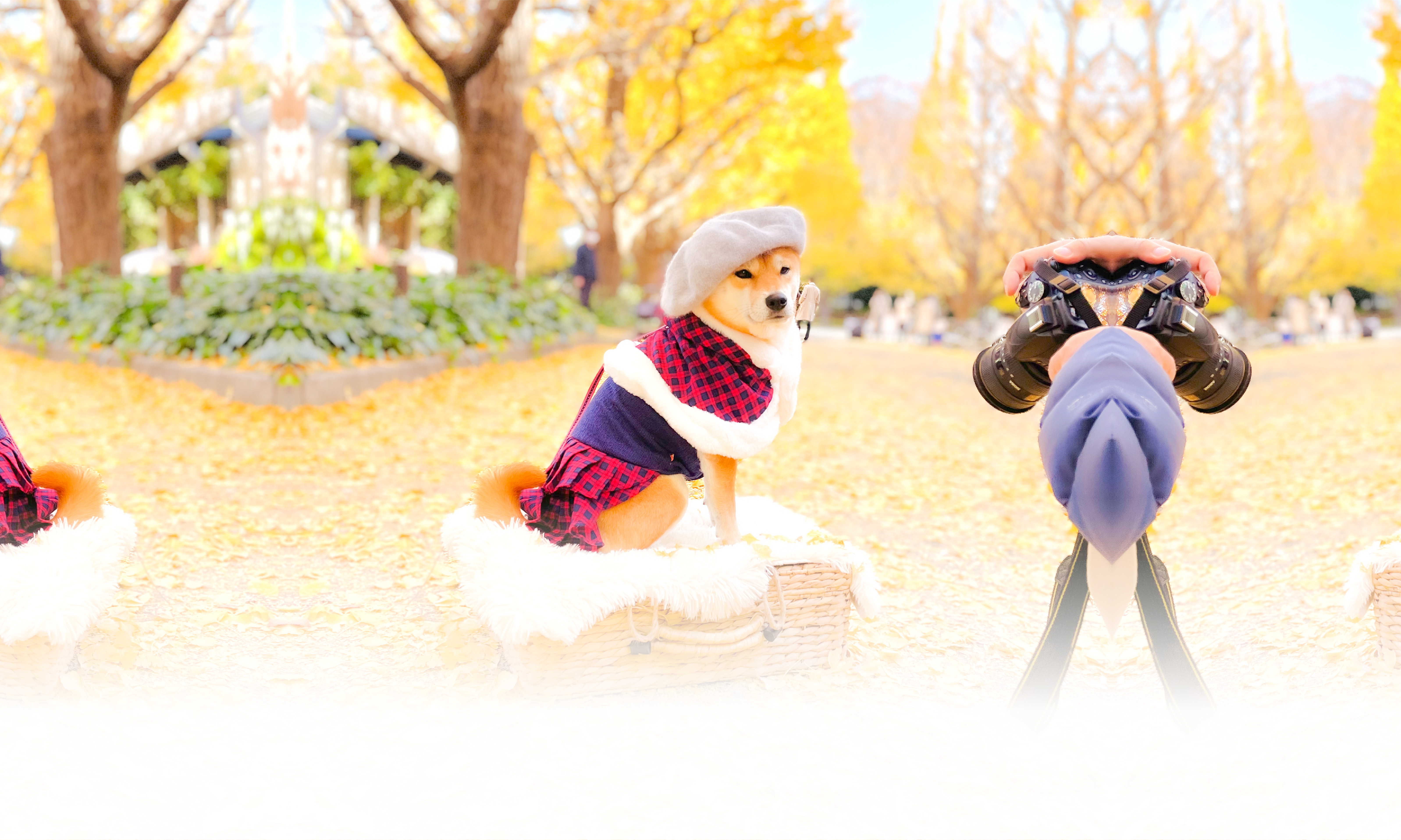 秋の愛犬との旅行 画像 3