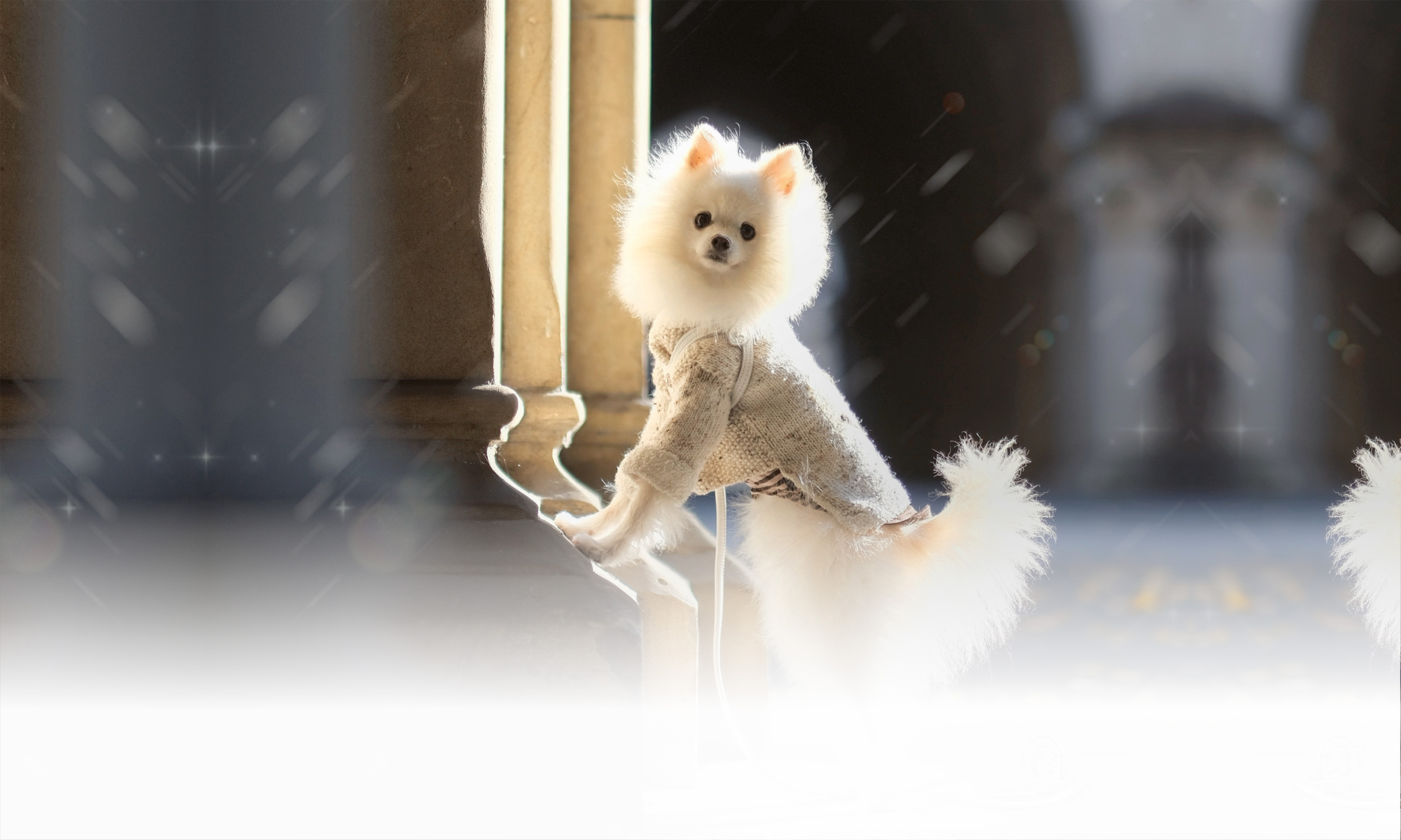 秋の愛犬との旅行 画像 3