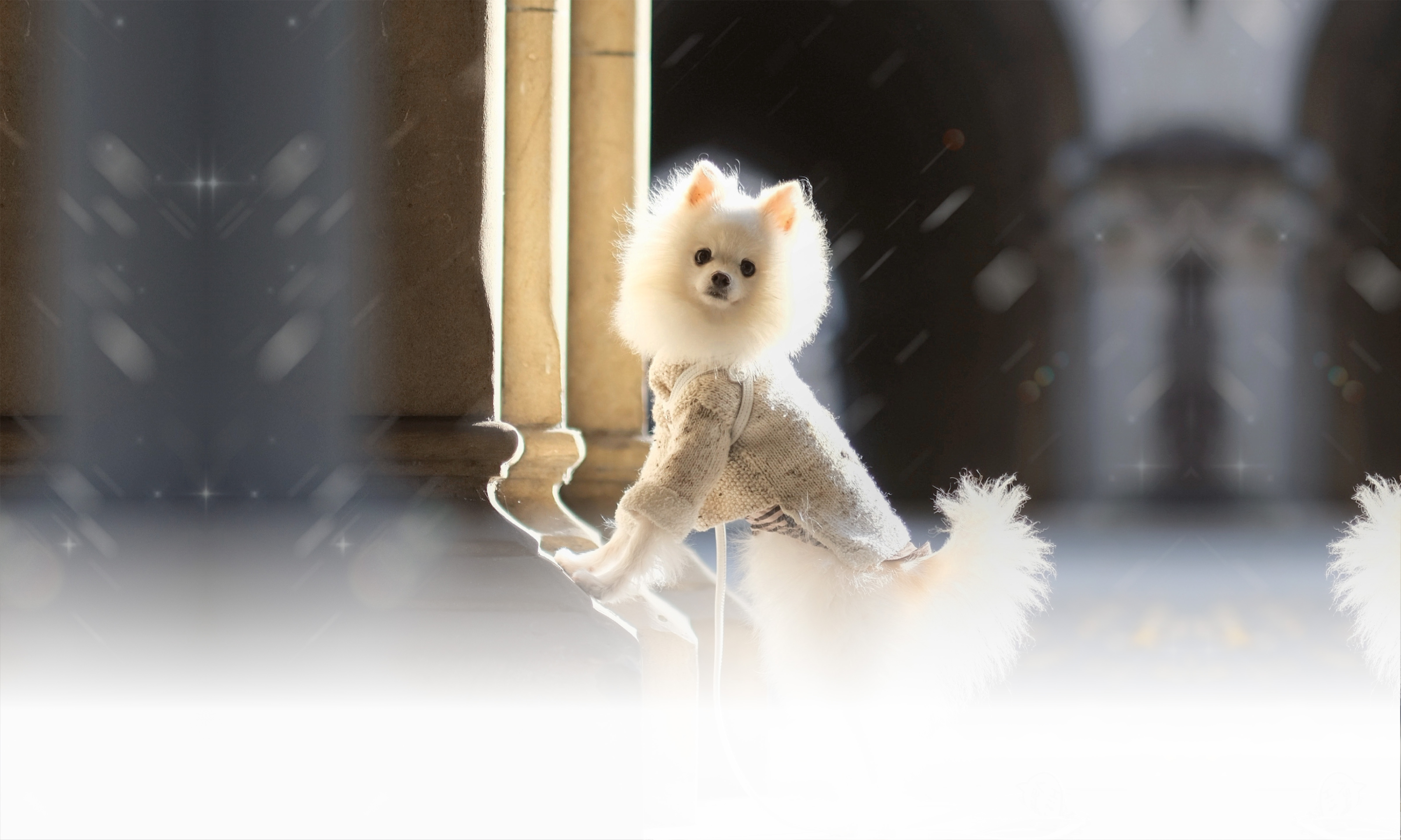 秋の愛犬との旅行 画像 3