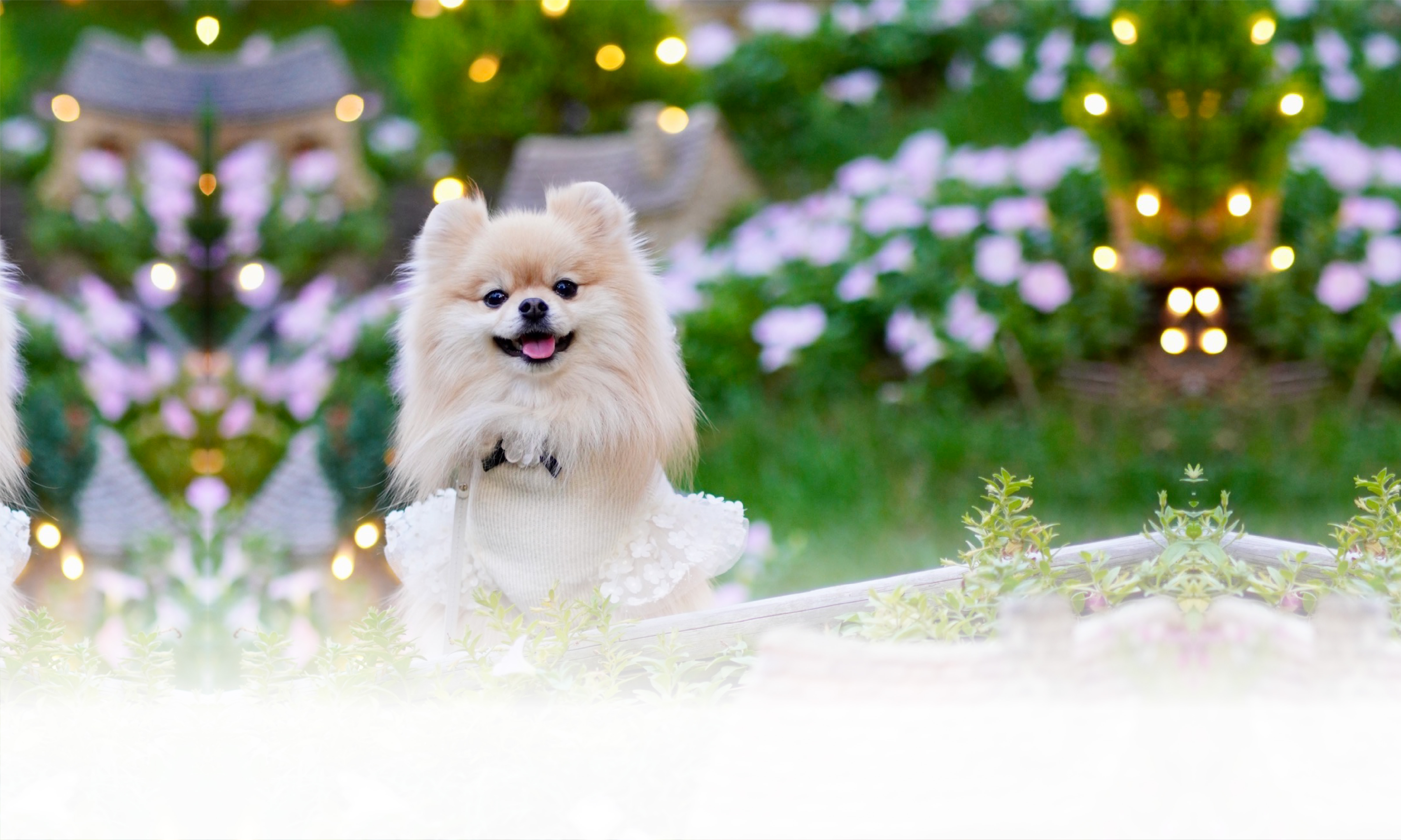 秋の愛犬との旅行 画像 3