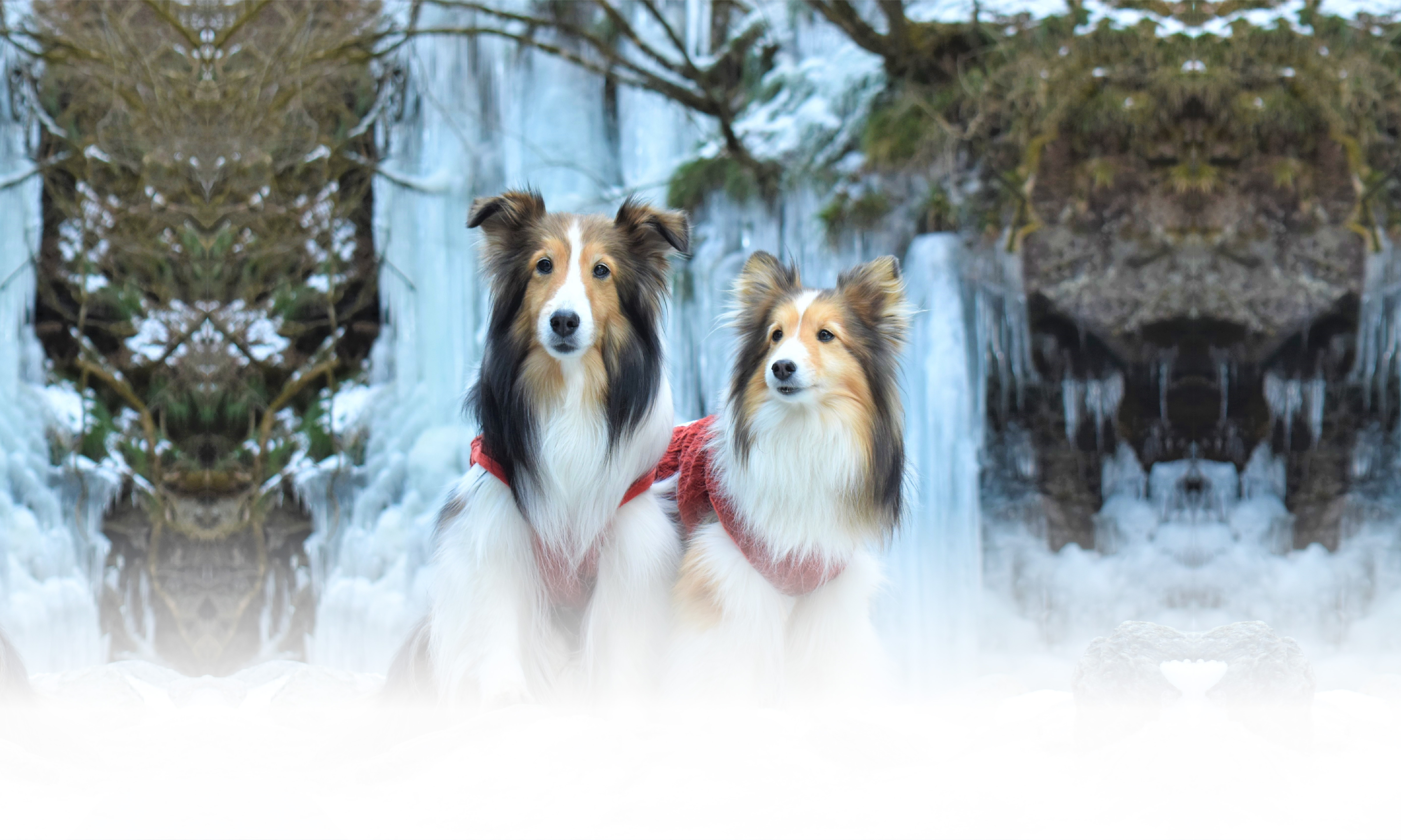 秋の愛犬との旅行 画像 3