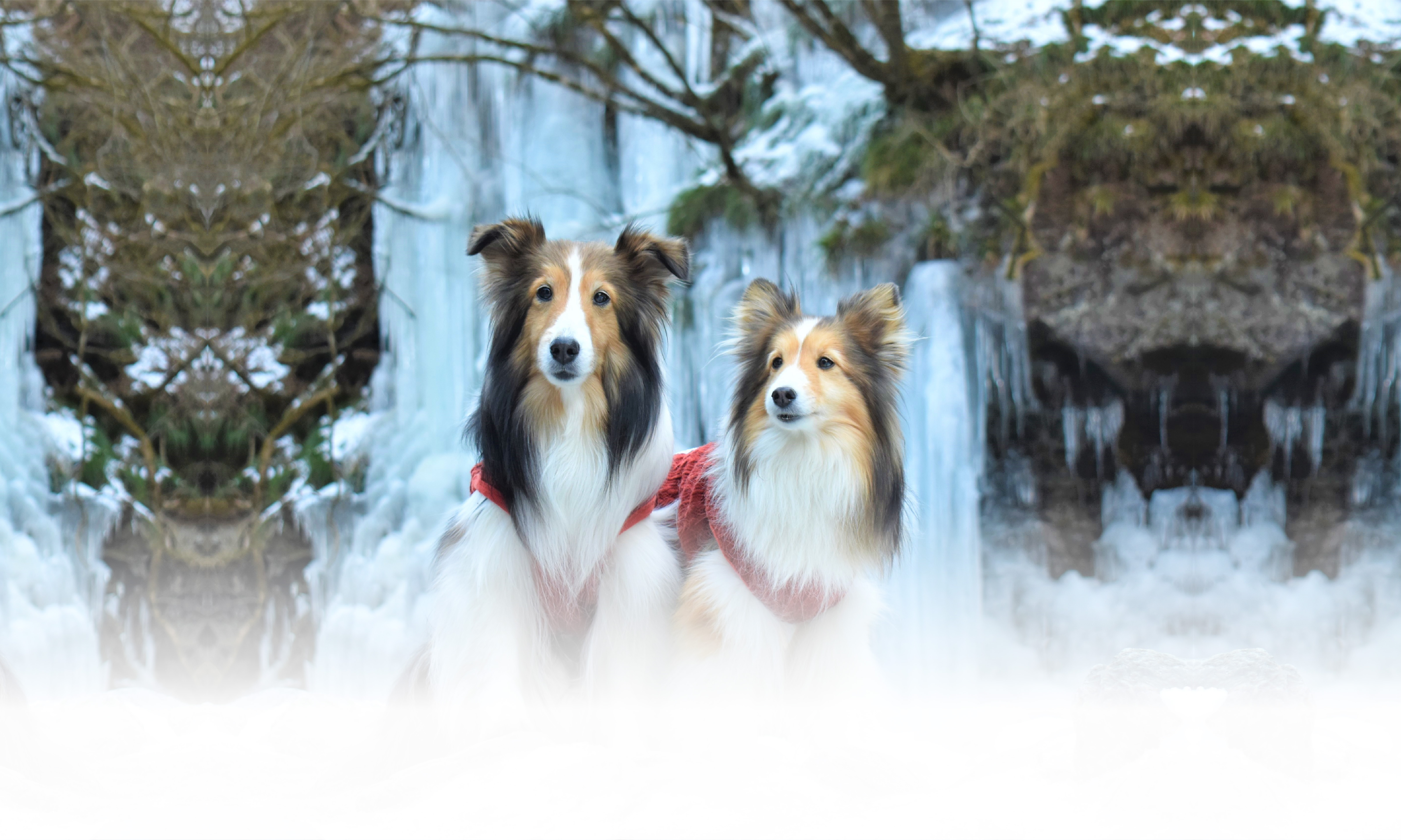 秋の愛犬との旅行 画像 3