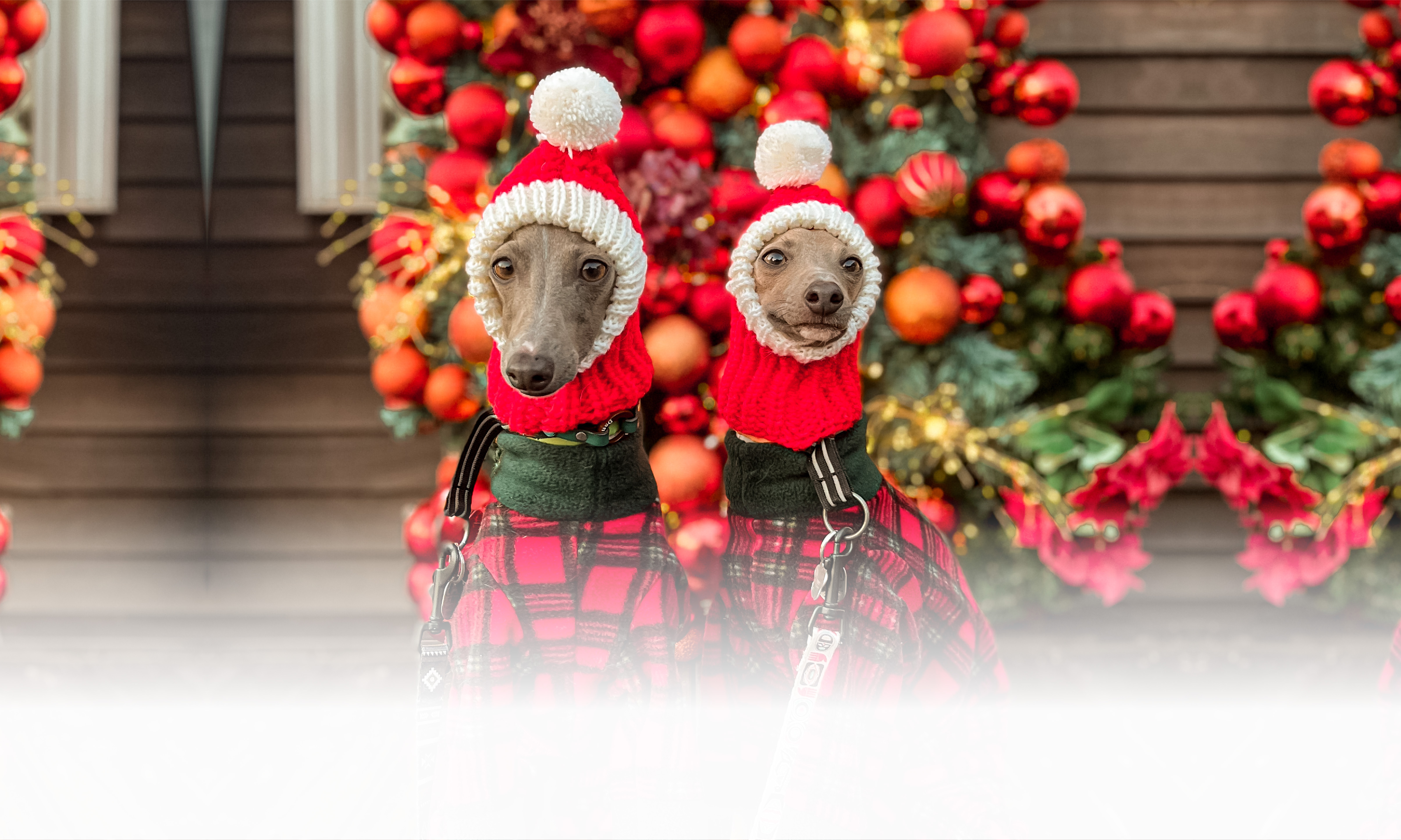 秋の愛犬との旅行 画像 3