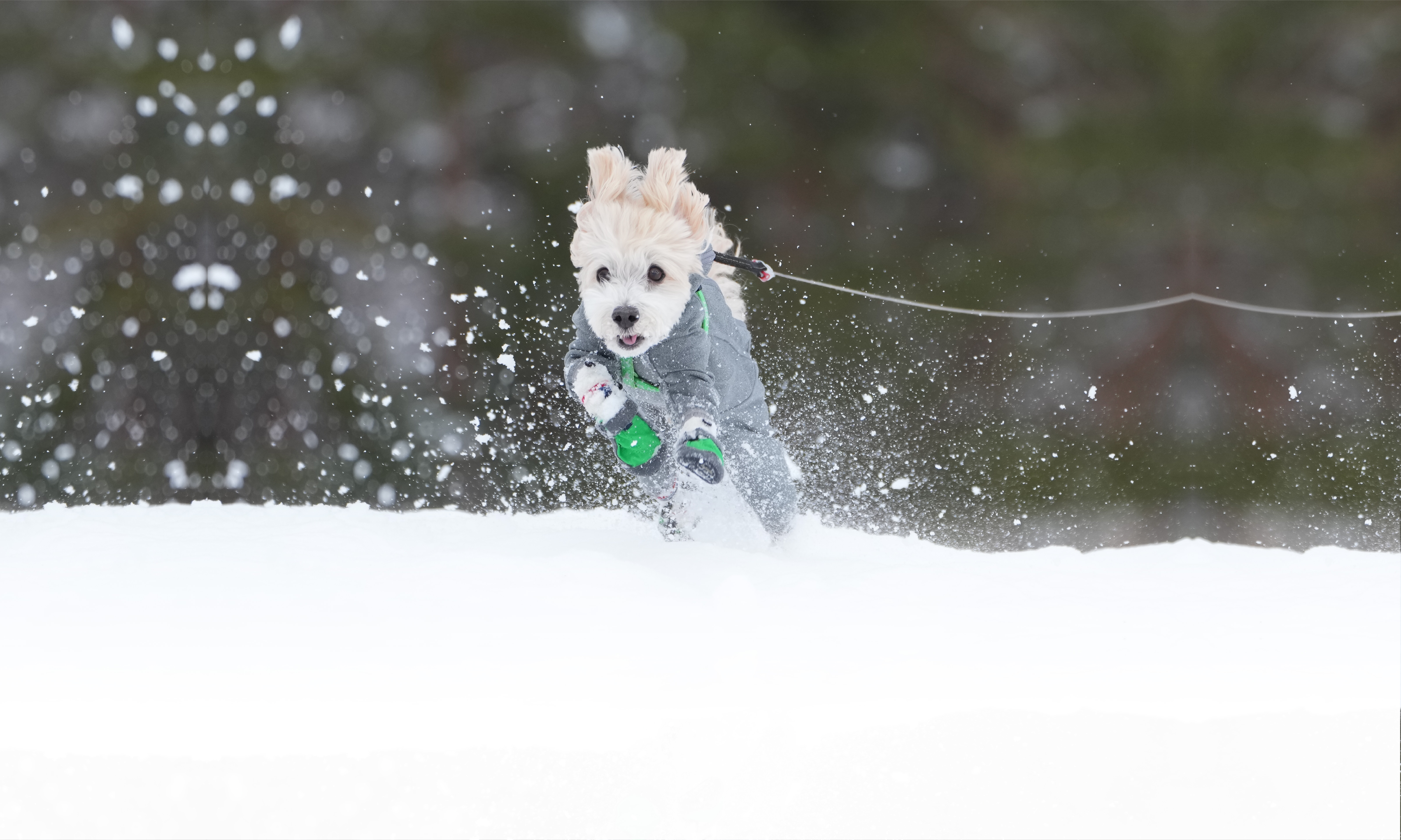 秋の愛犬との旅行 画像 3