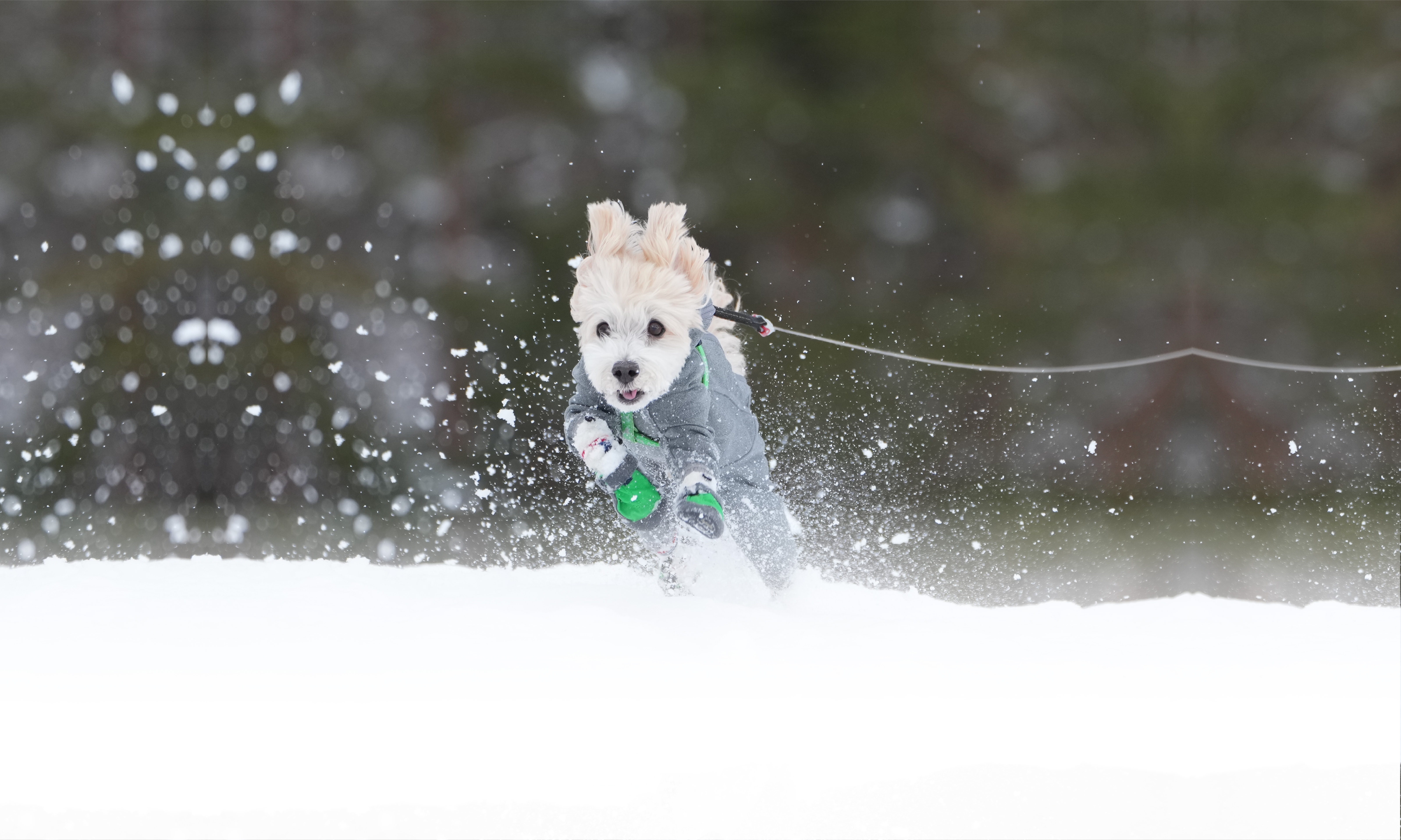 秋の愛犬との旅行 画像 3