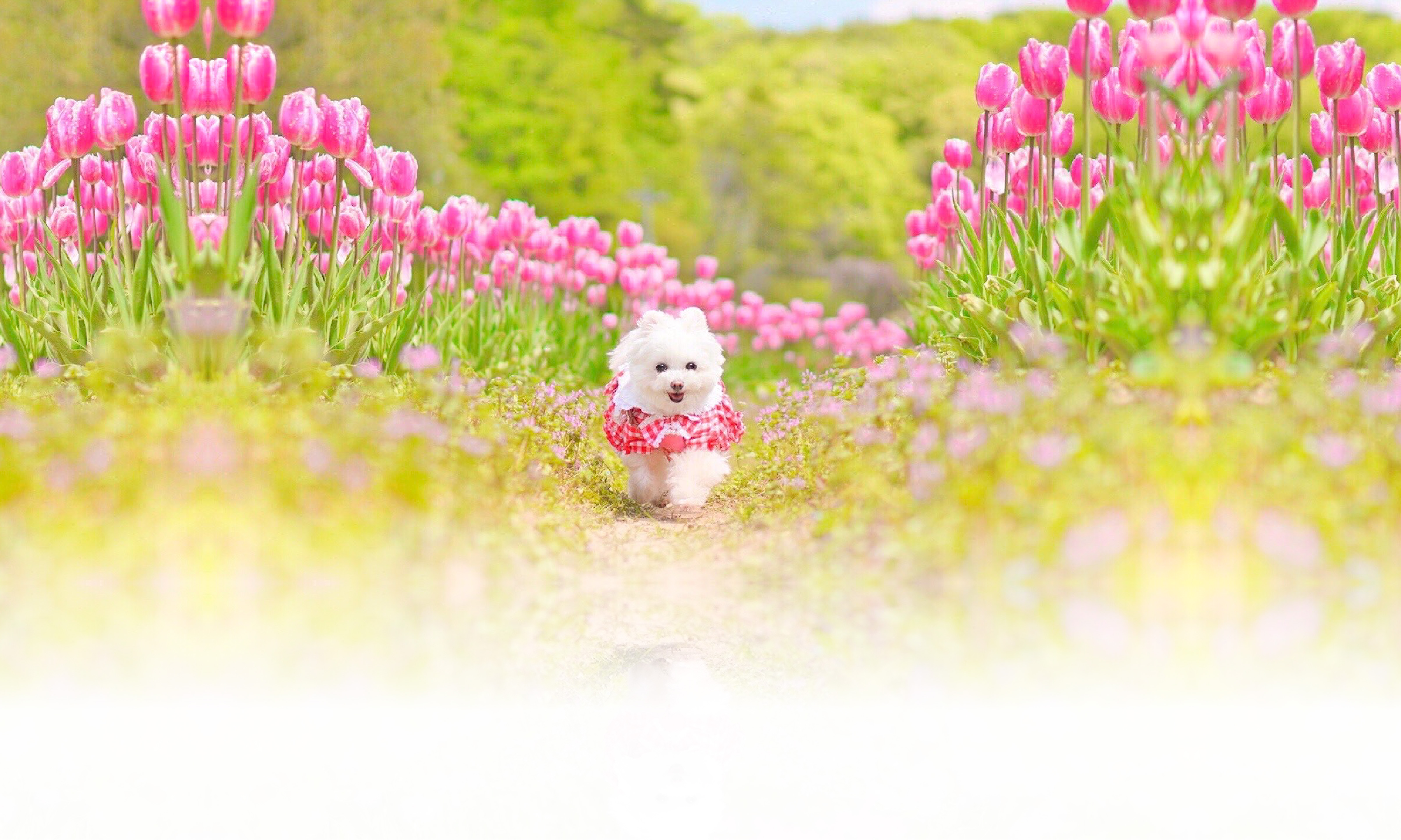 春の愛犬との旅行 画像 3