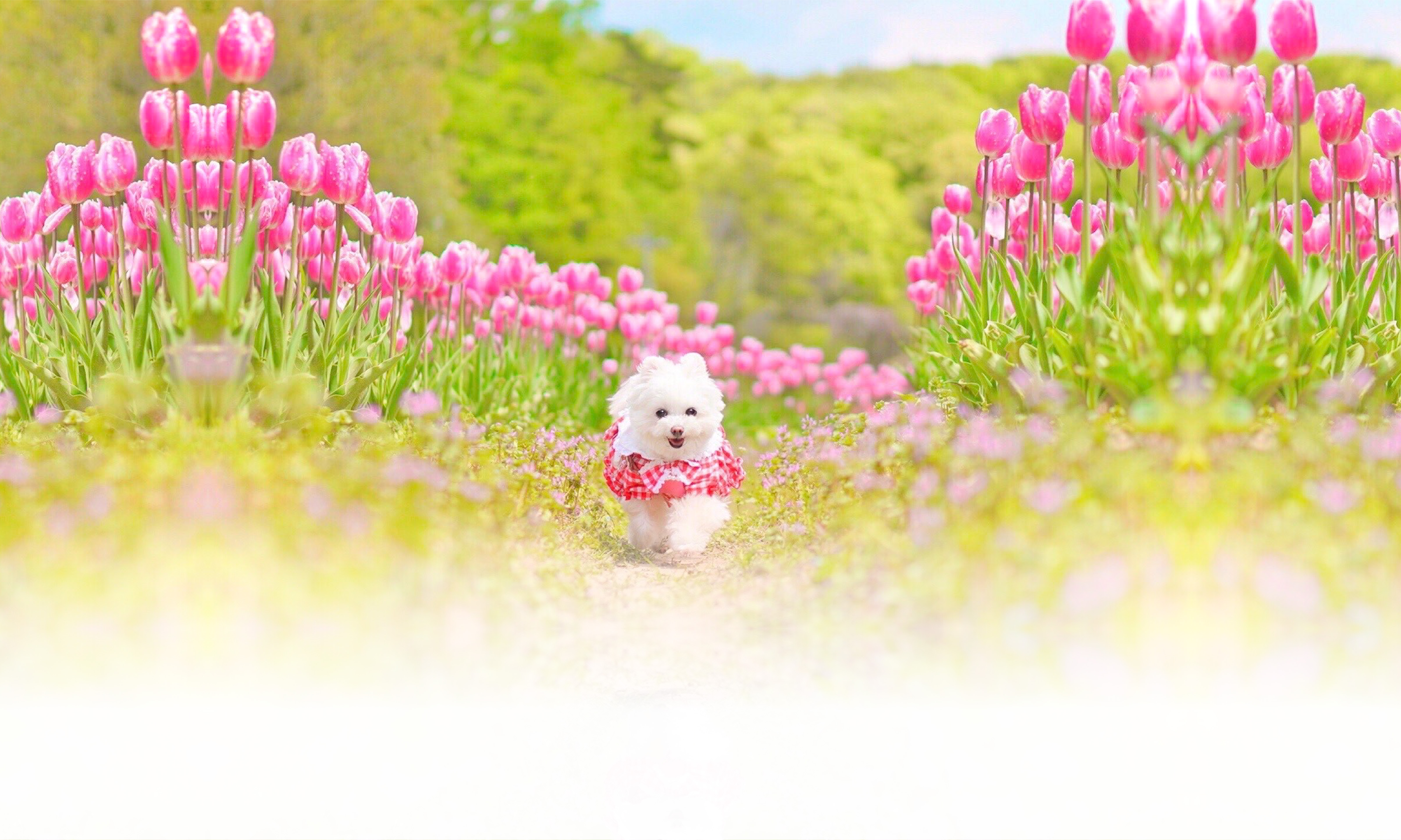 春の愛犬との旅行 画像 3