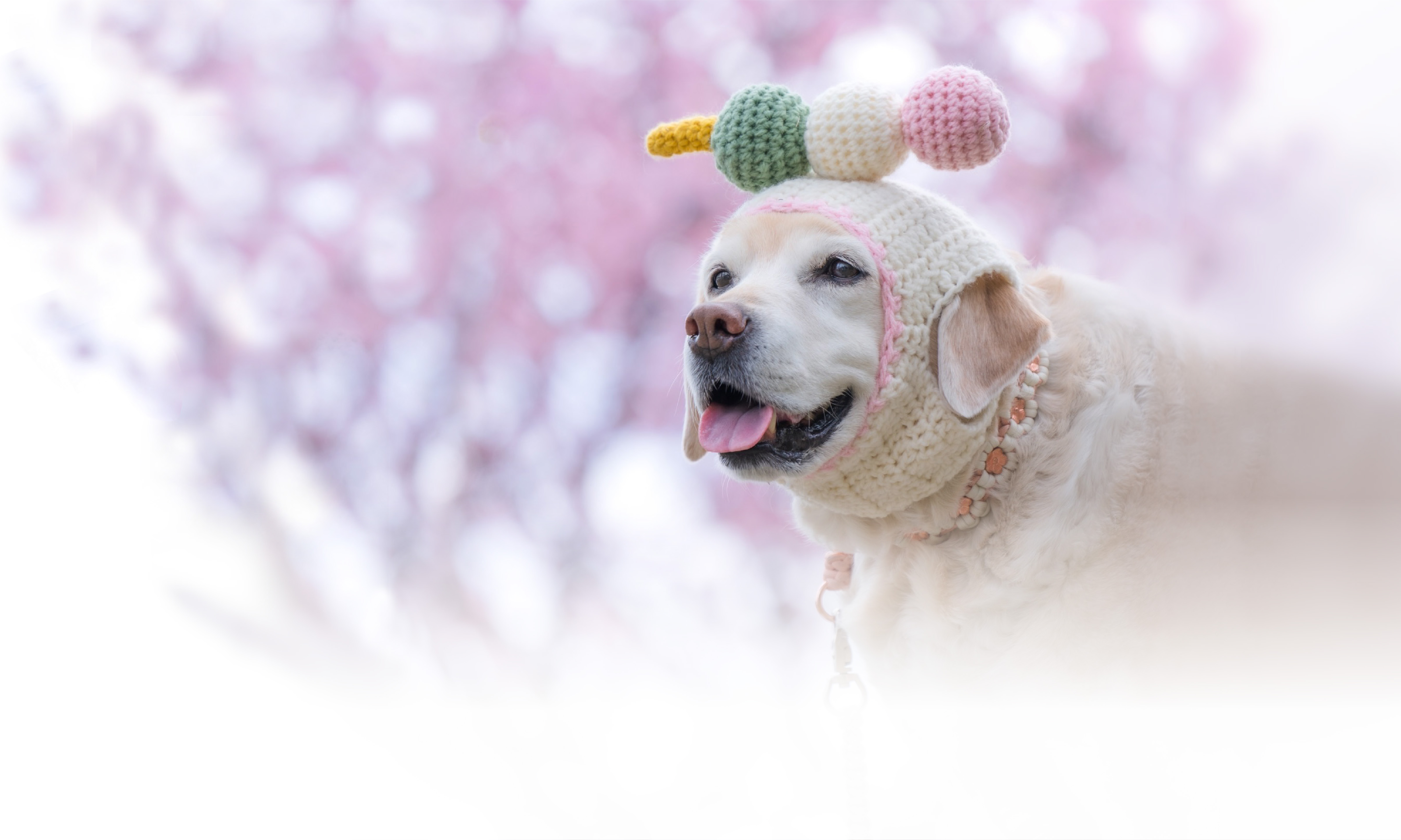 春の愛犬との旅行 画像 3