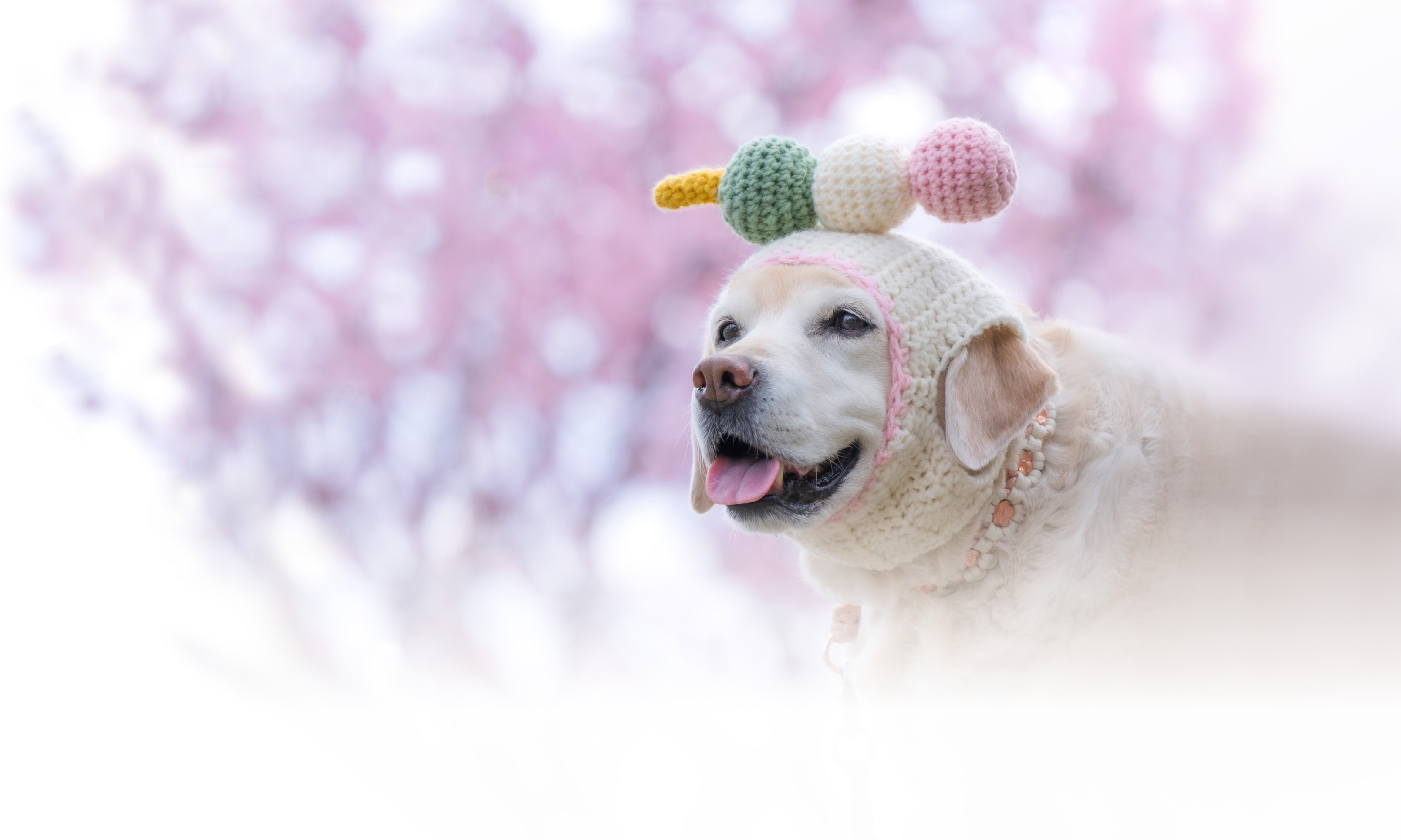 春の愛犬との旅行 画像 3