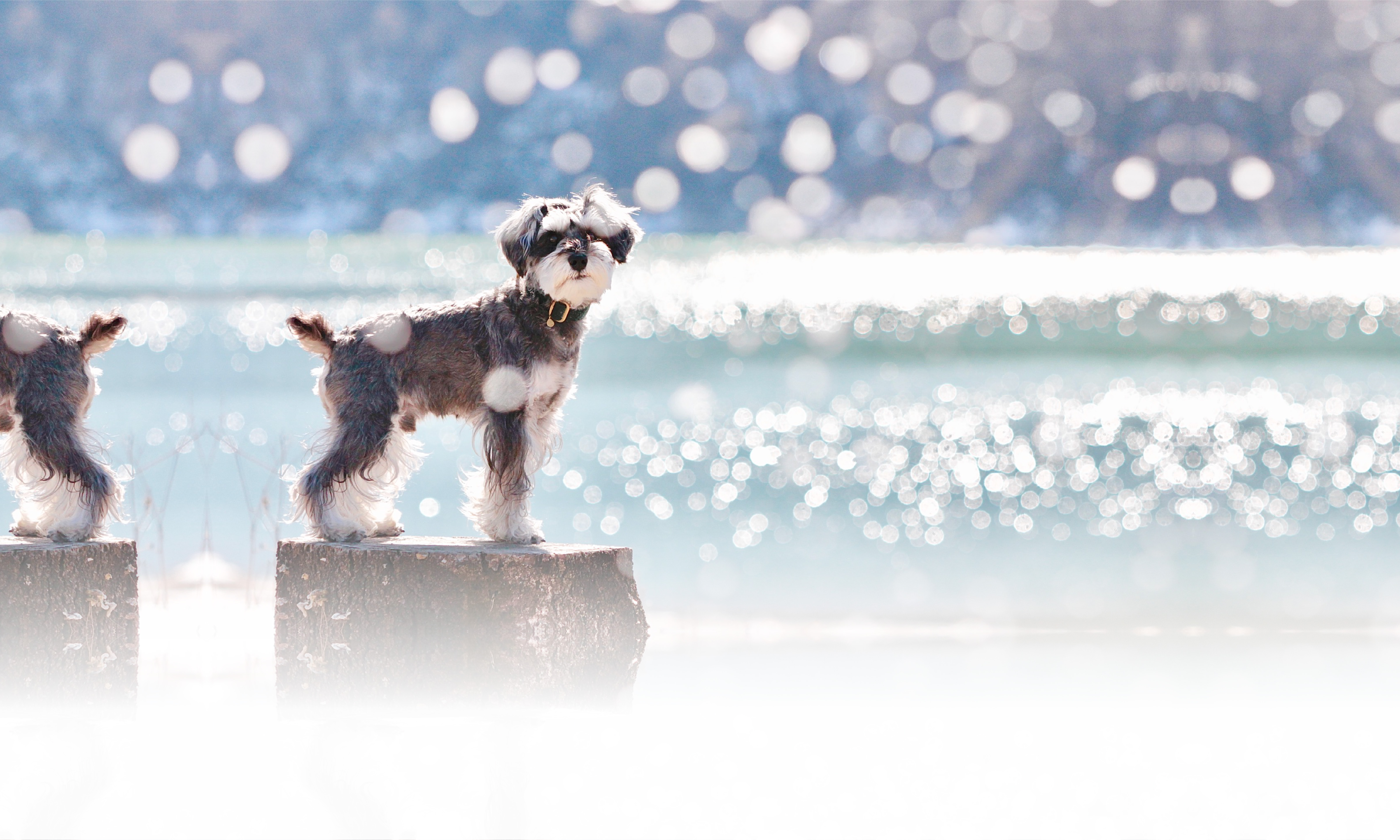 春の愛犬との旅行 画像 3