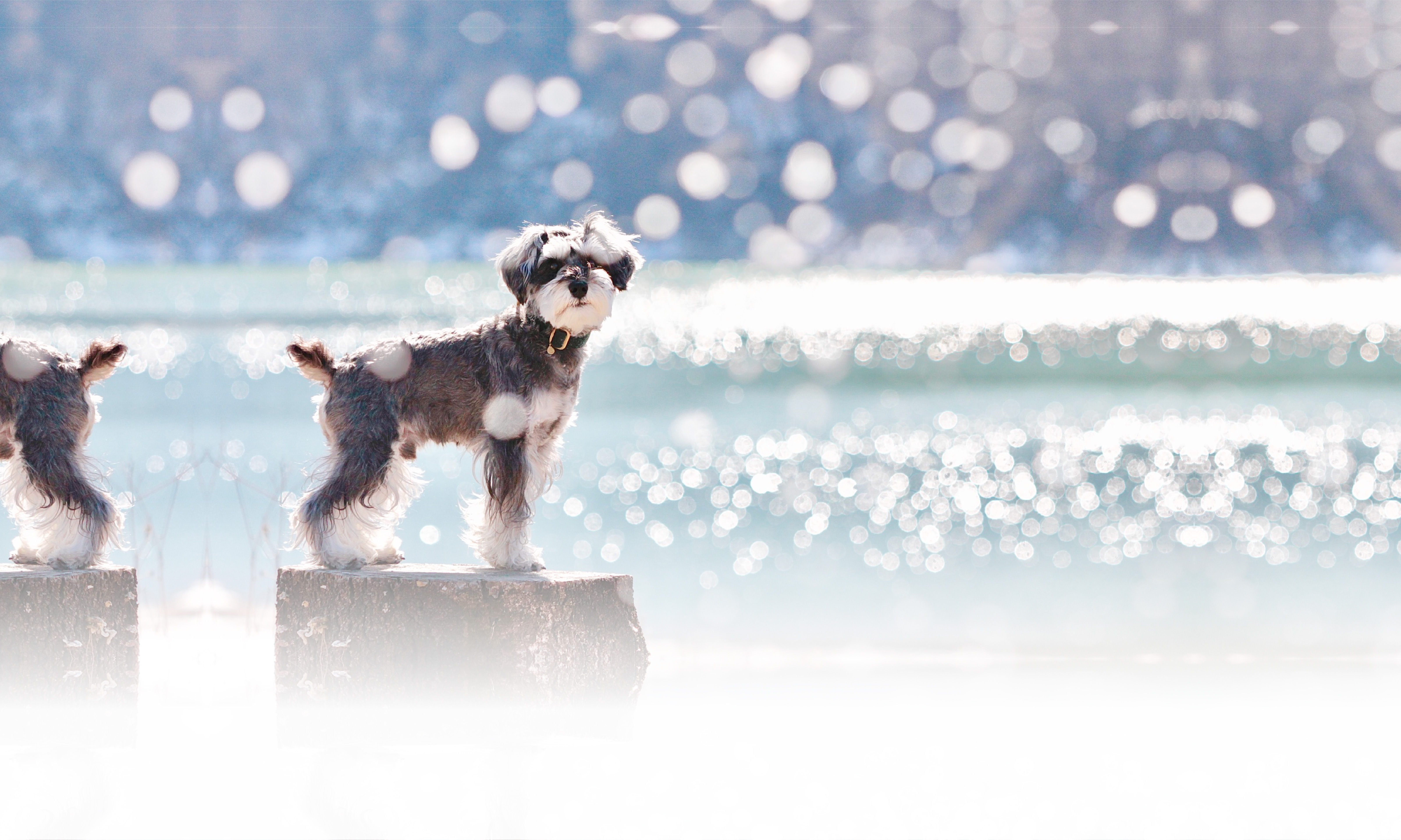 春の愛犬との旅行 画像 3