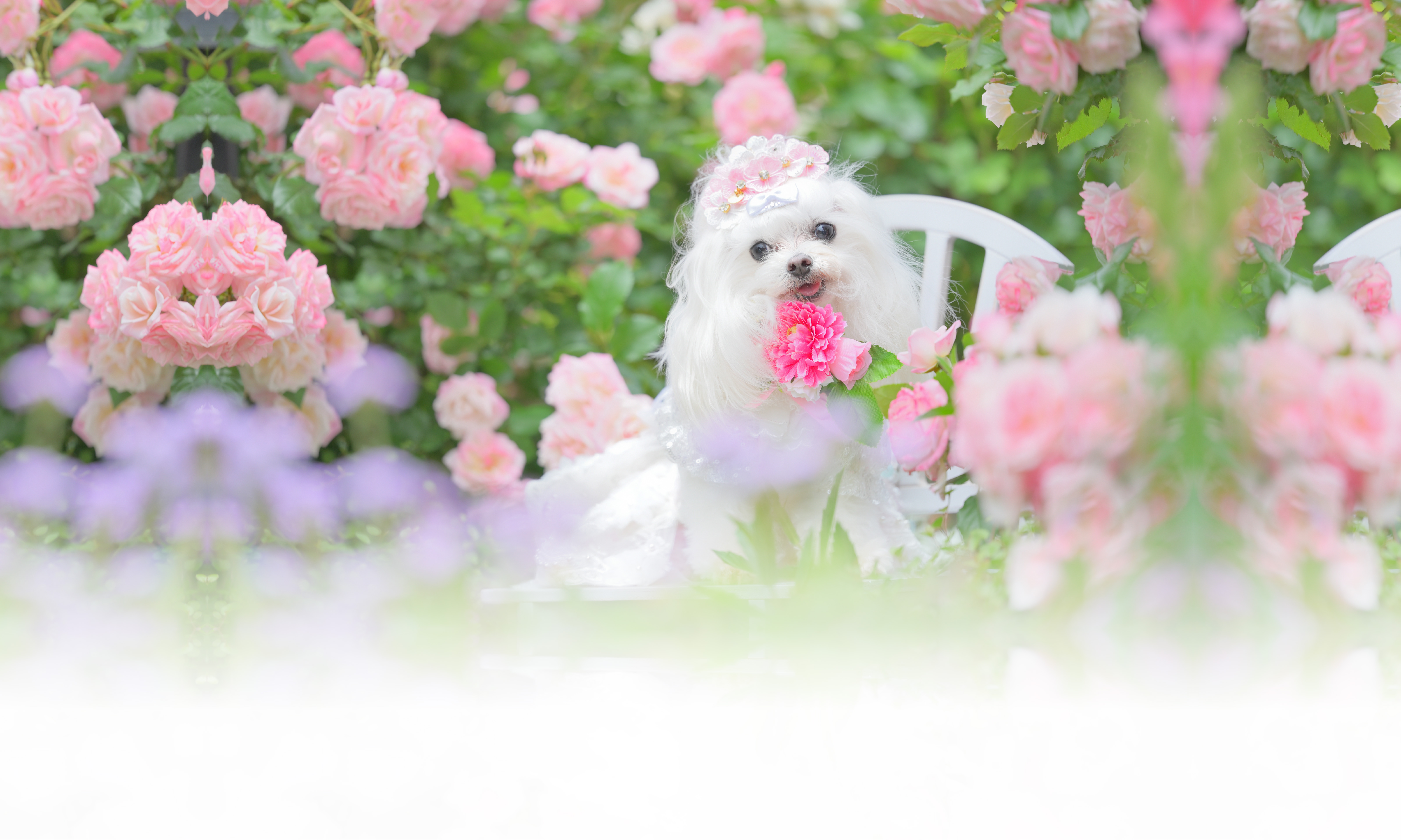 春の愛犬との旅行 画像 3