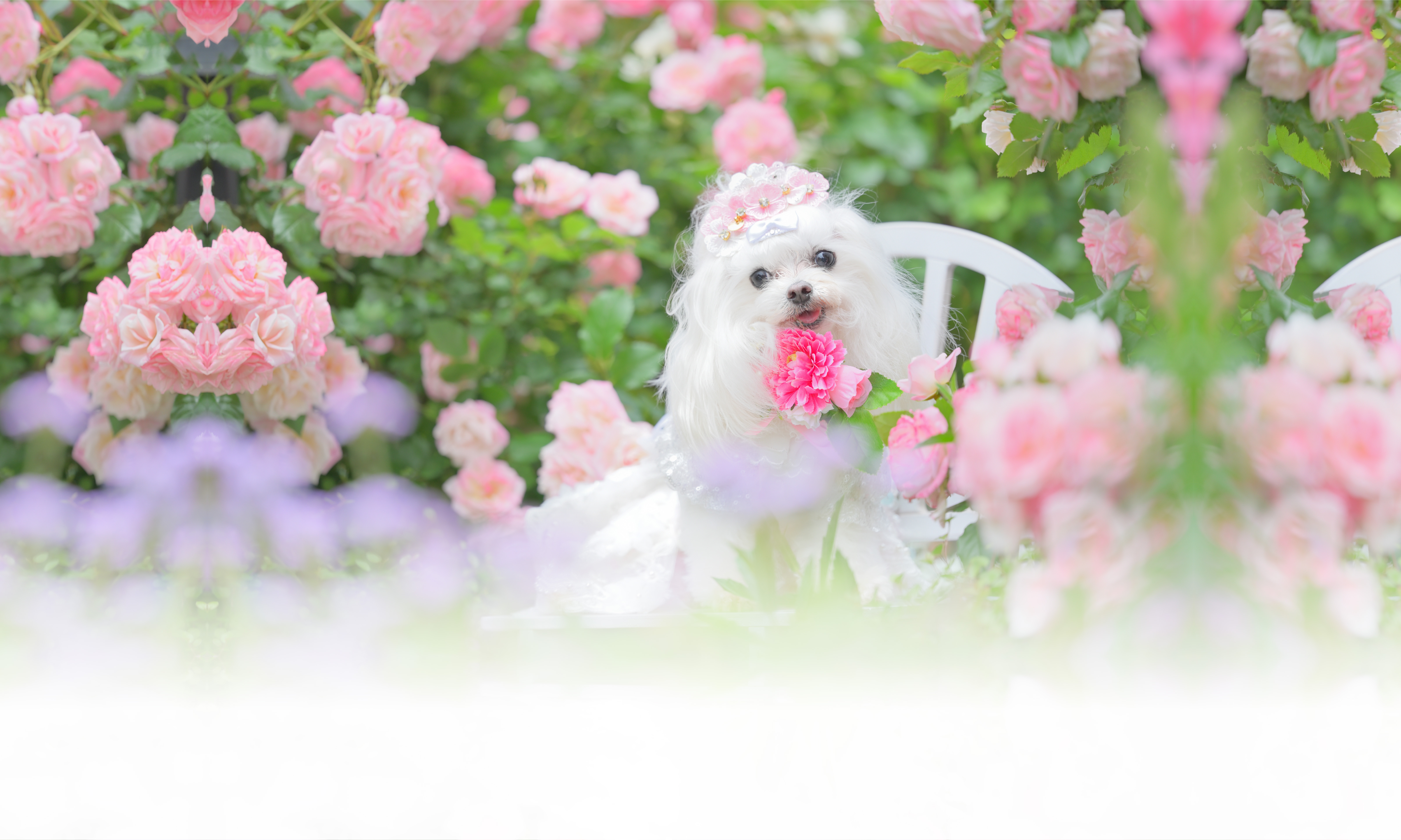 春の愛犬との旅行 画像 3