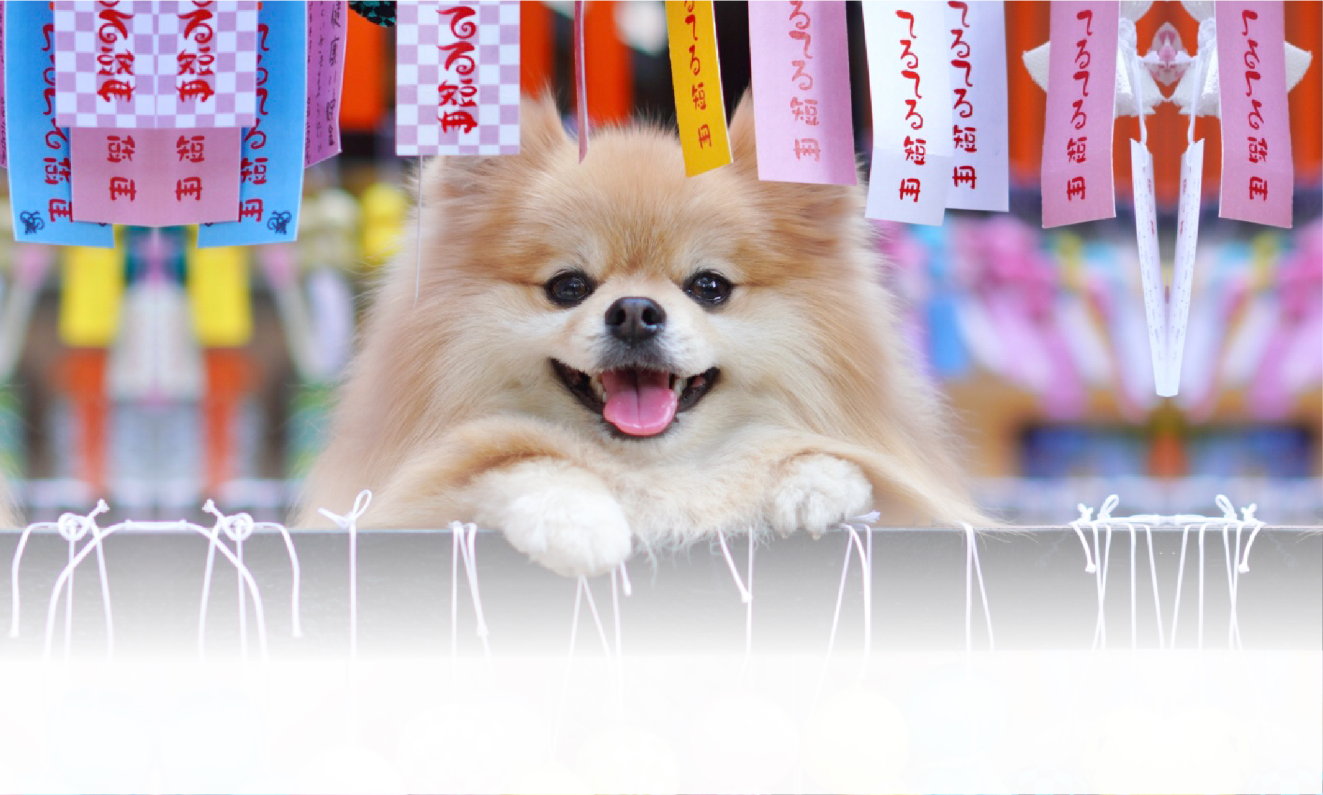 <strong><strong>夏の愛犬との旅行</strong></strong> 画像 3