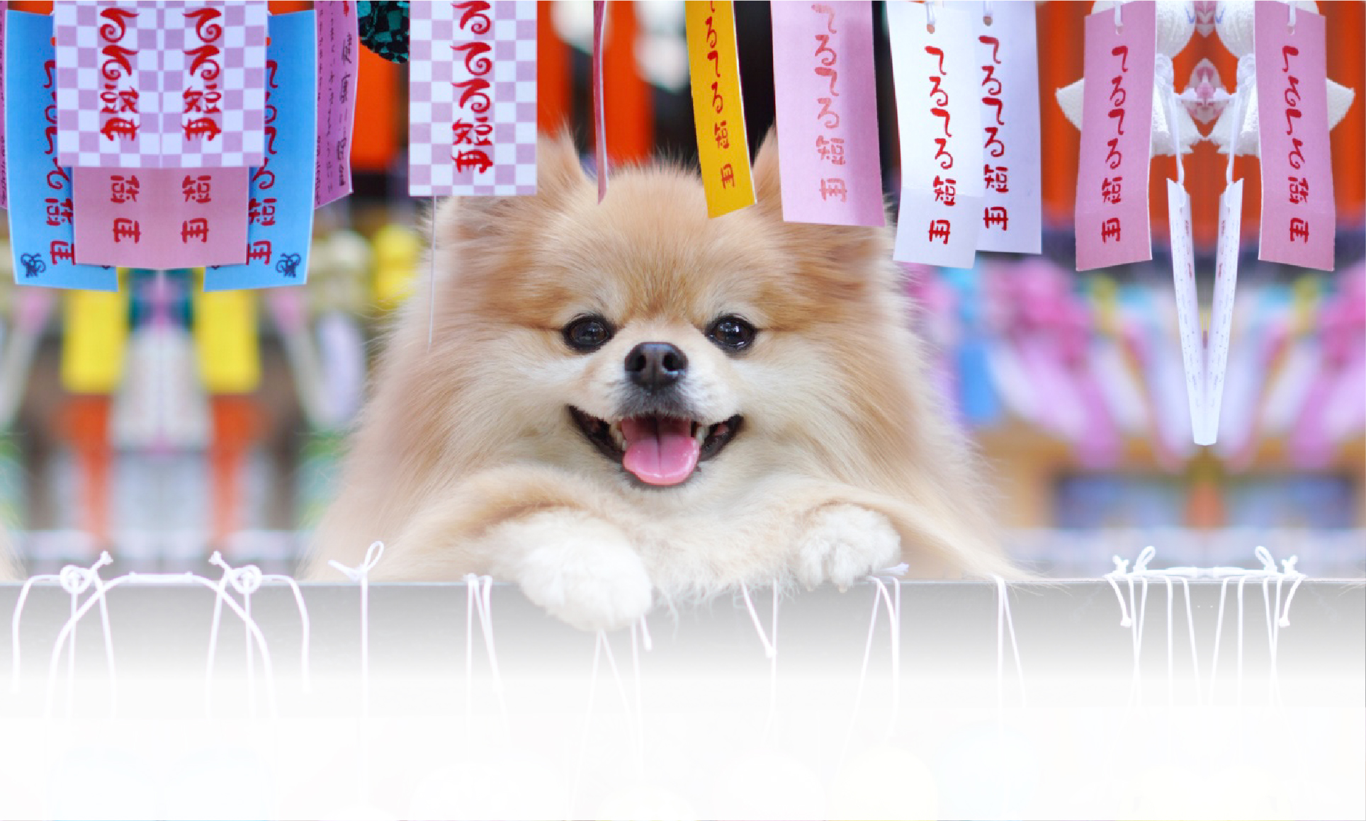 夏の愛犬との旅行 画像 3